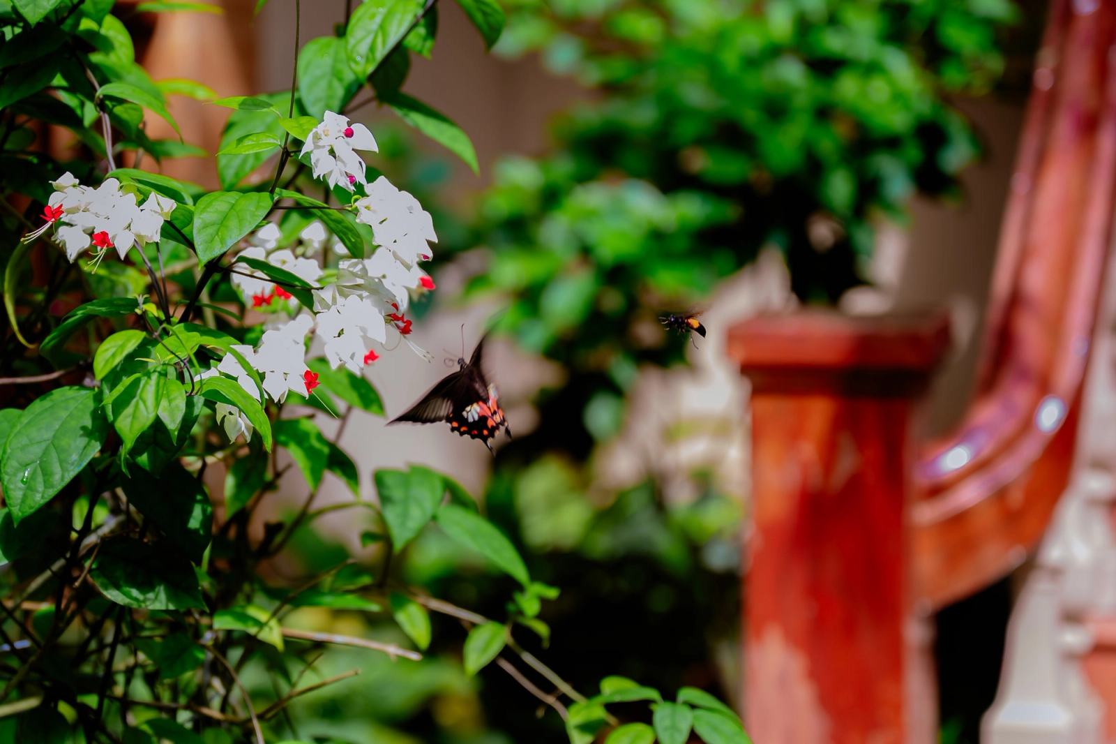 White flowers and green foliage beside a red wooden veranda railing.