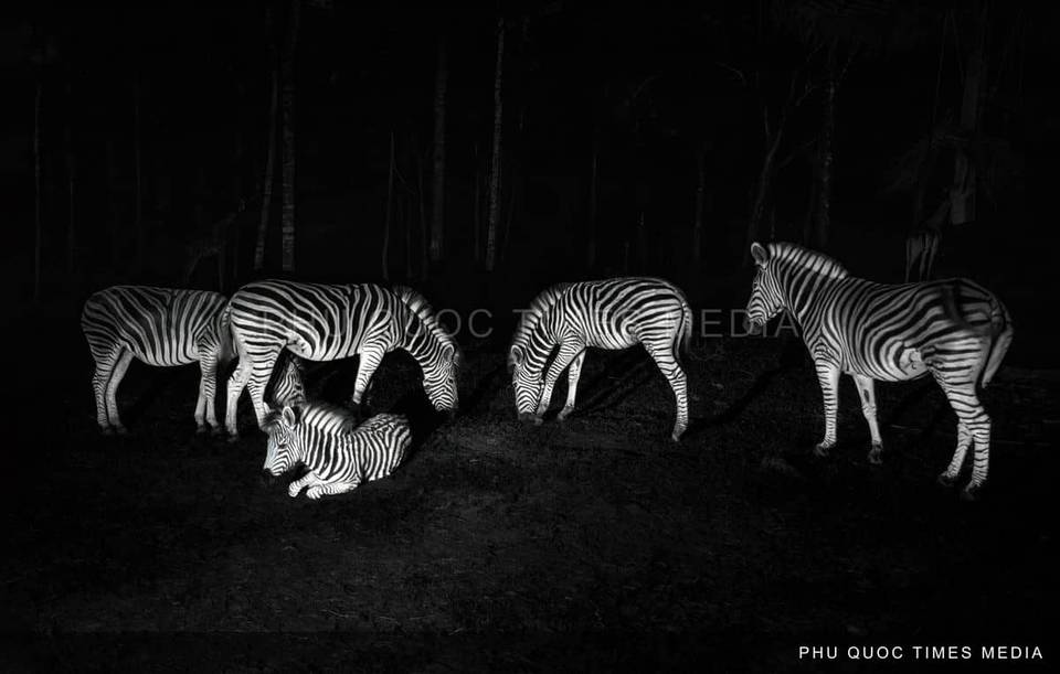 A group of zebras standing and resting against a dark wooded background