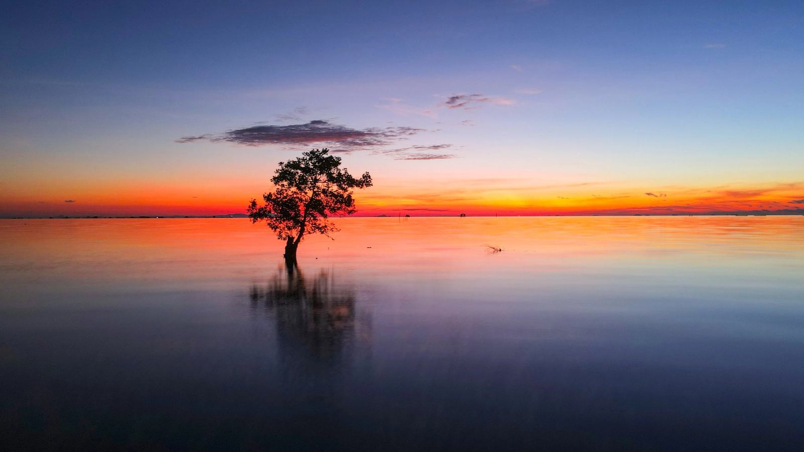 A lone tree reflected in calm shallow water beneath a colourful evening sky.
