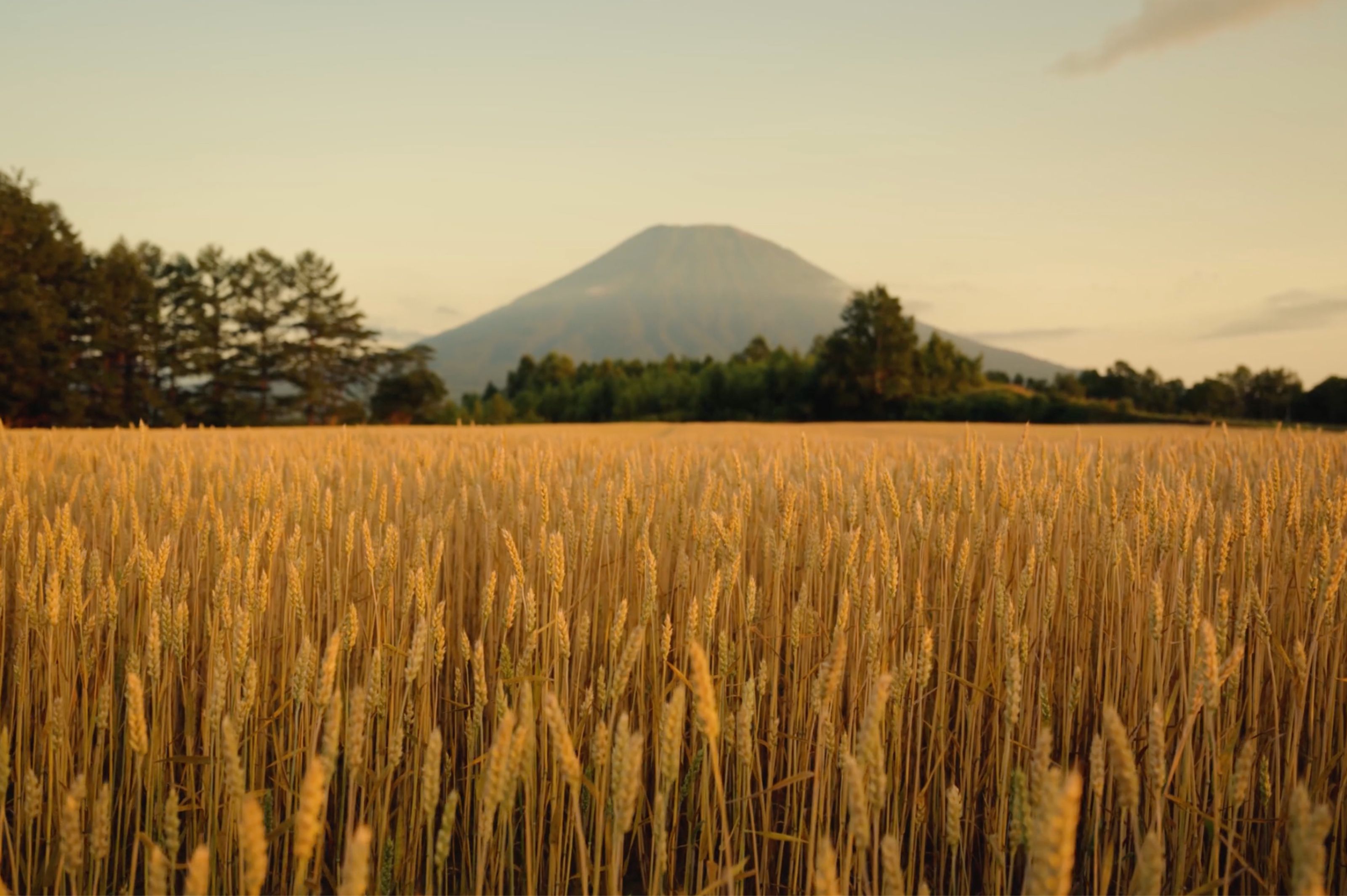 Golden wheat field with a distant mountain.