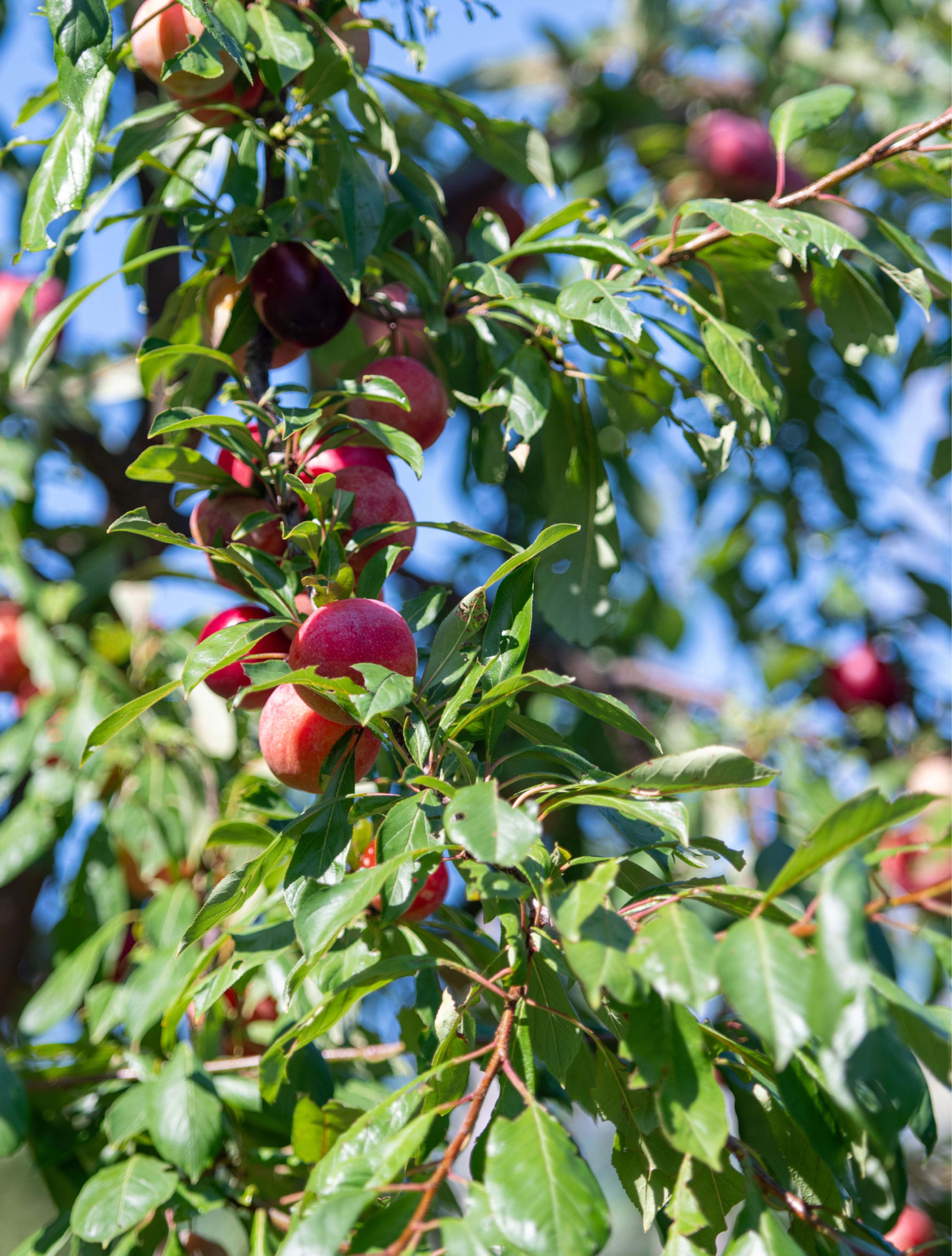 Ripe red and dark plums hanging from a leafy tree branch against a blue sky.