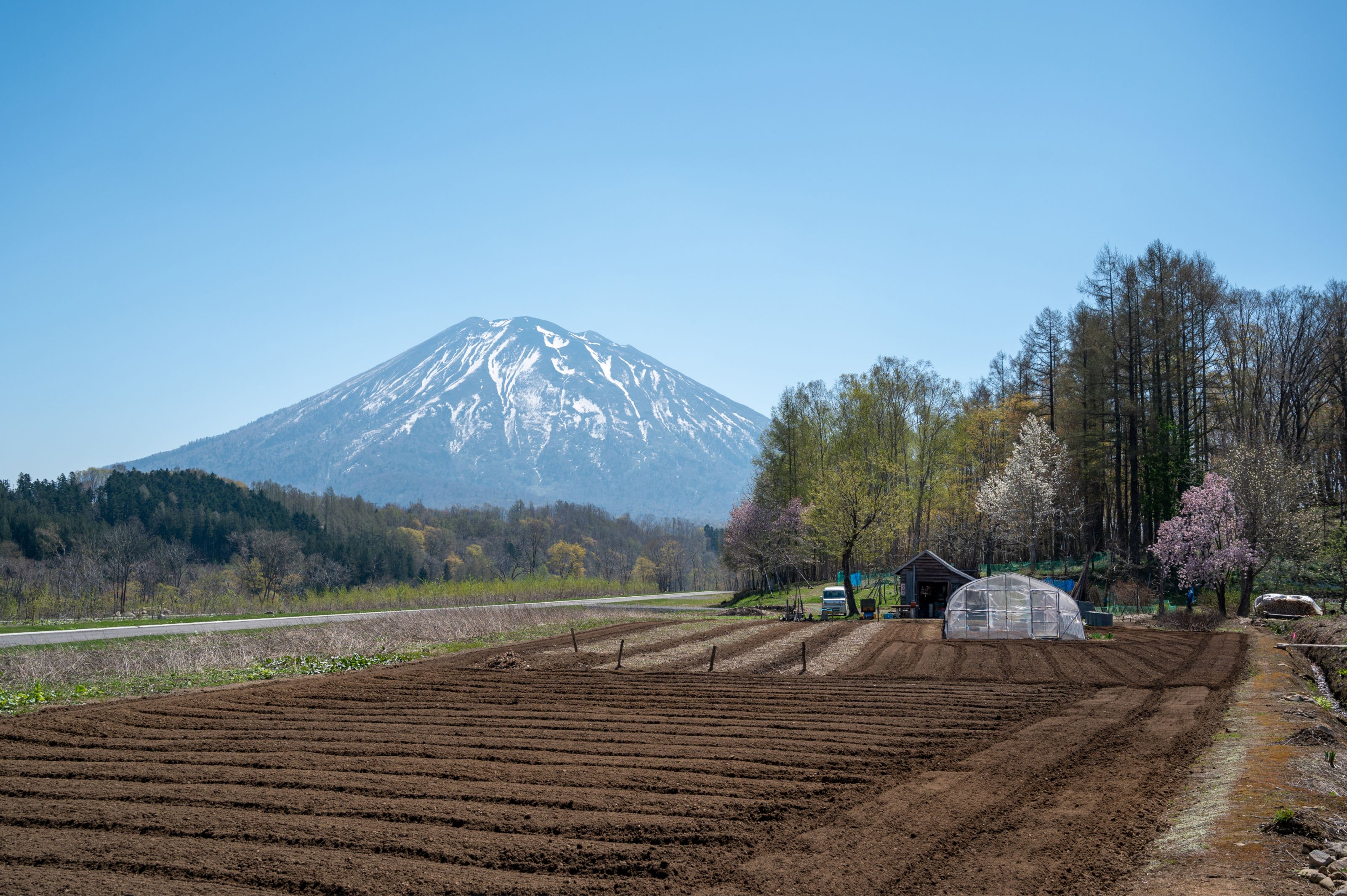 Snow-capped mountain towering over tilled farmland with a greenhouse and blooming trees.