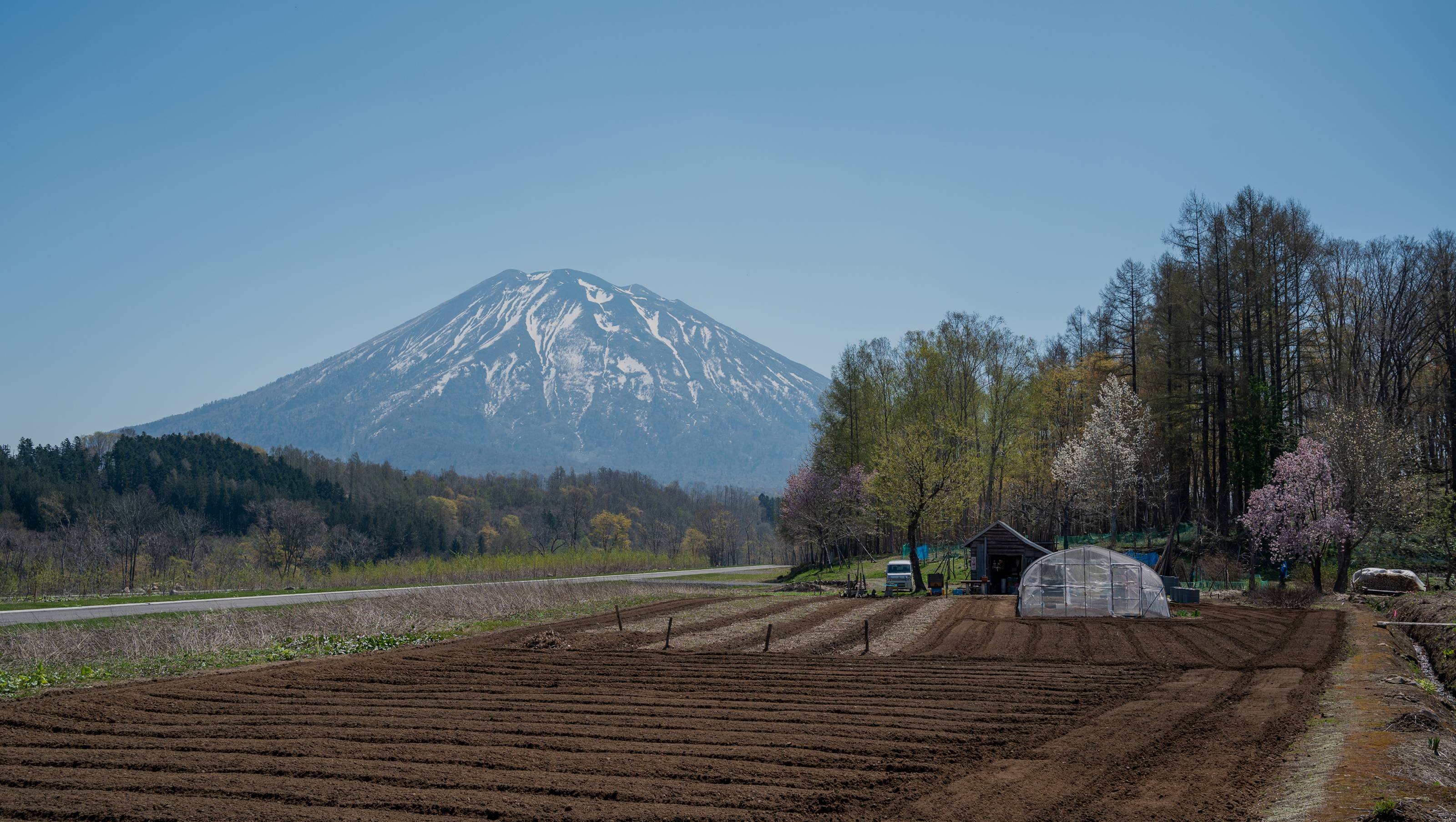 Farm fields with a greenhouse, shed, and blooming trees, backed by a road and a large snow-capped mountain.