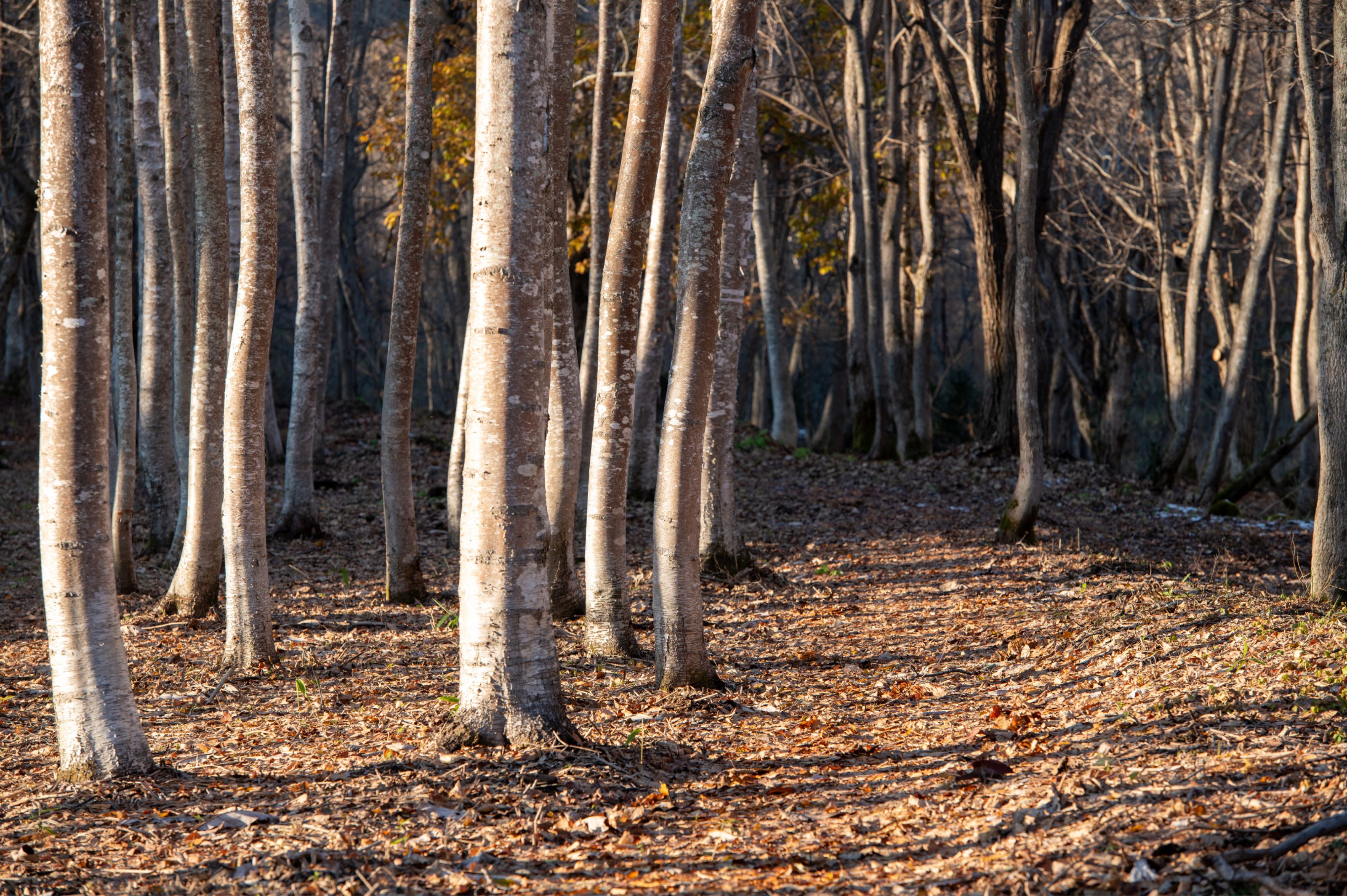 Bare trees stand on a sunlit forest floor covered in fallen autumn leaves.