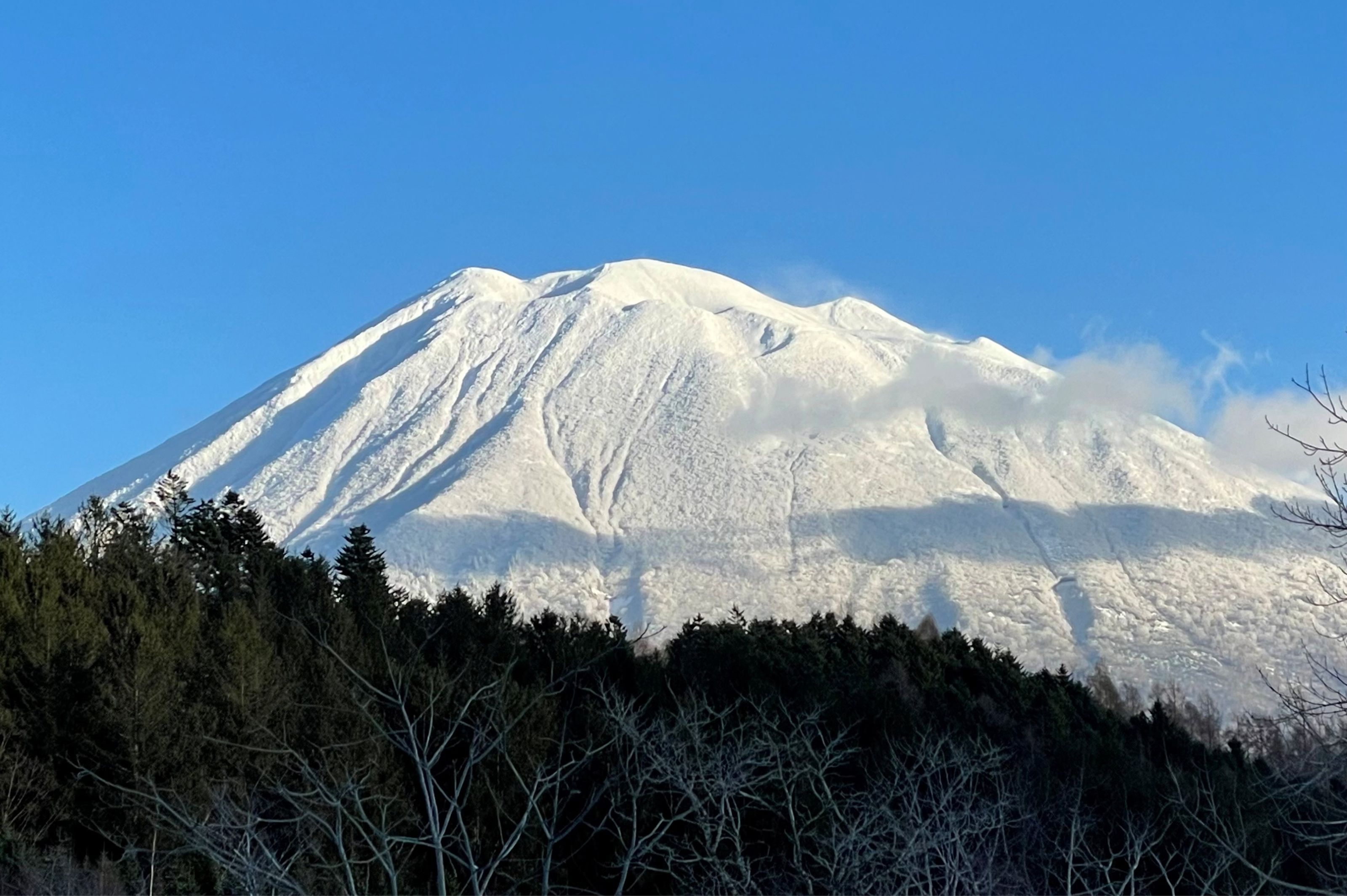 Snowy mountain against a clear blue sky, with evergreen and bare trees in the foreground.