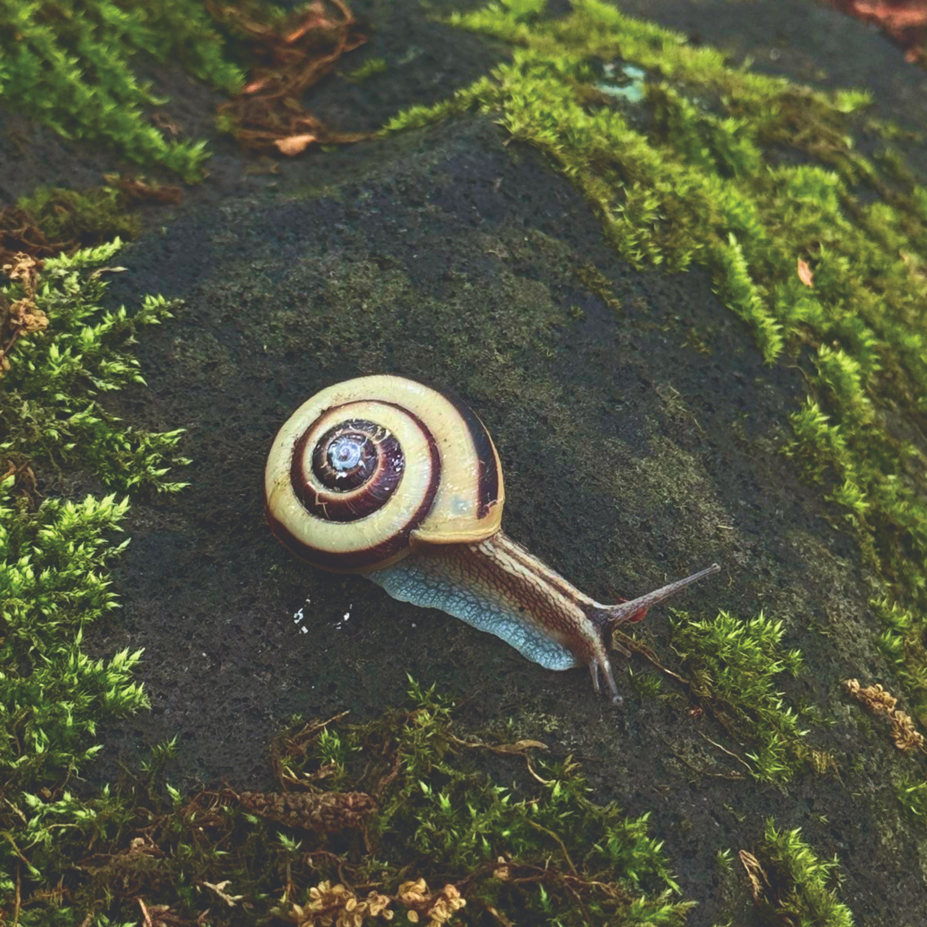 A snail with a cream and brown spiral shell crawls on a dark, mossy surface.