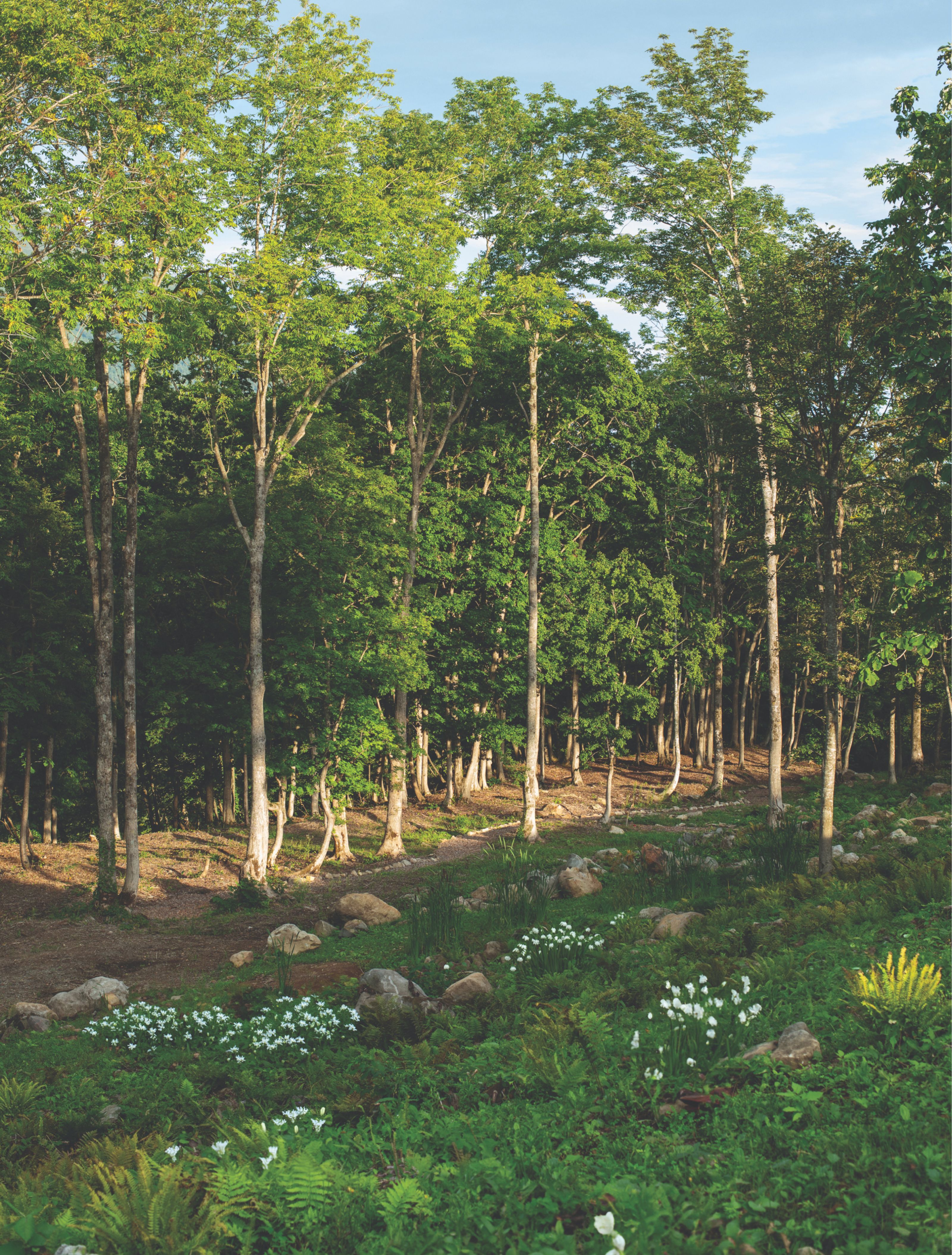A lush forest with a dirt path, white flowers, and green foliage.