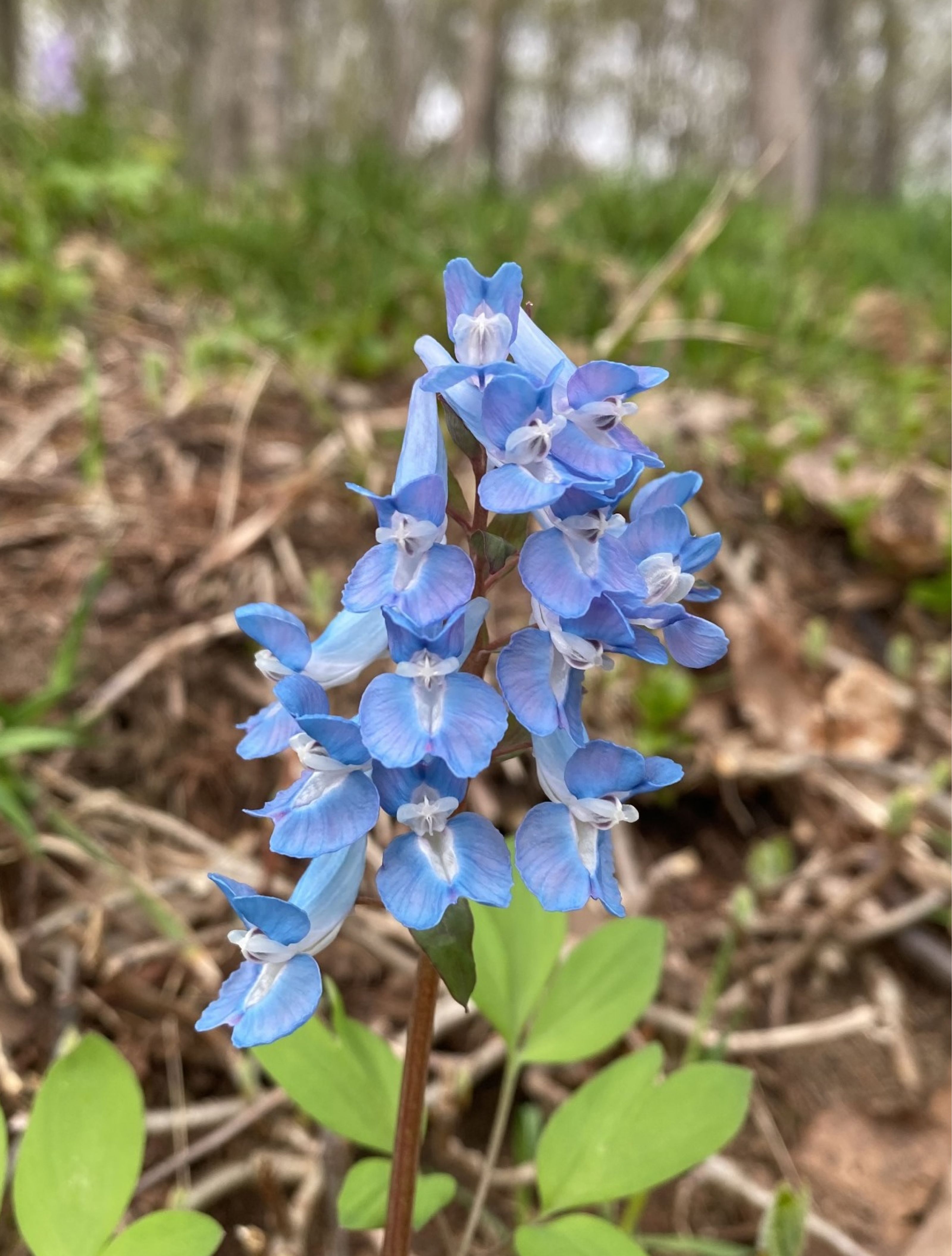 A cluster of pale blue and white wildflowers with green leaves against a blurred forest background.
