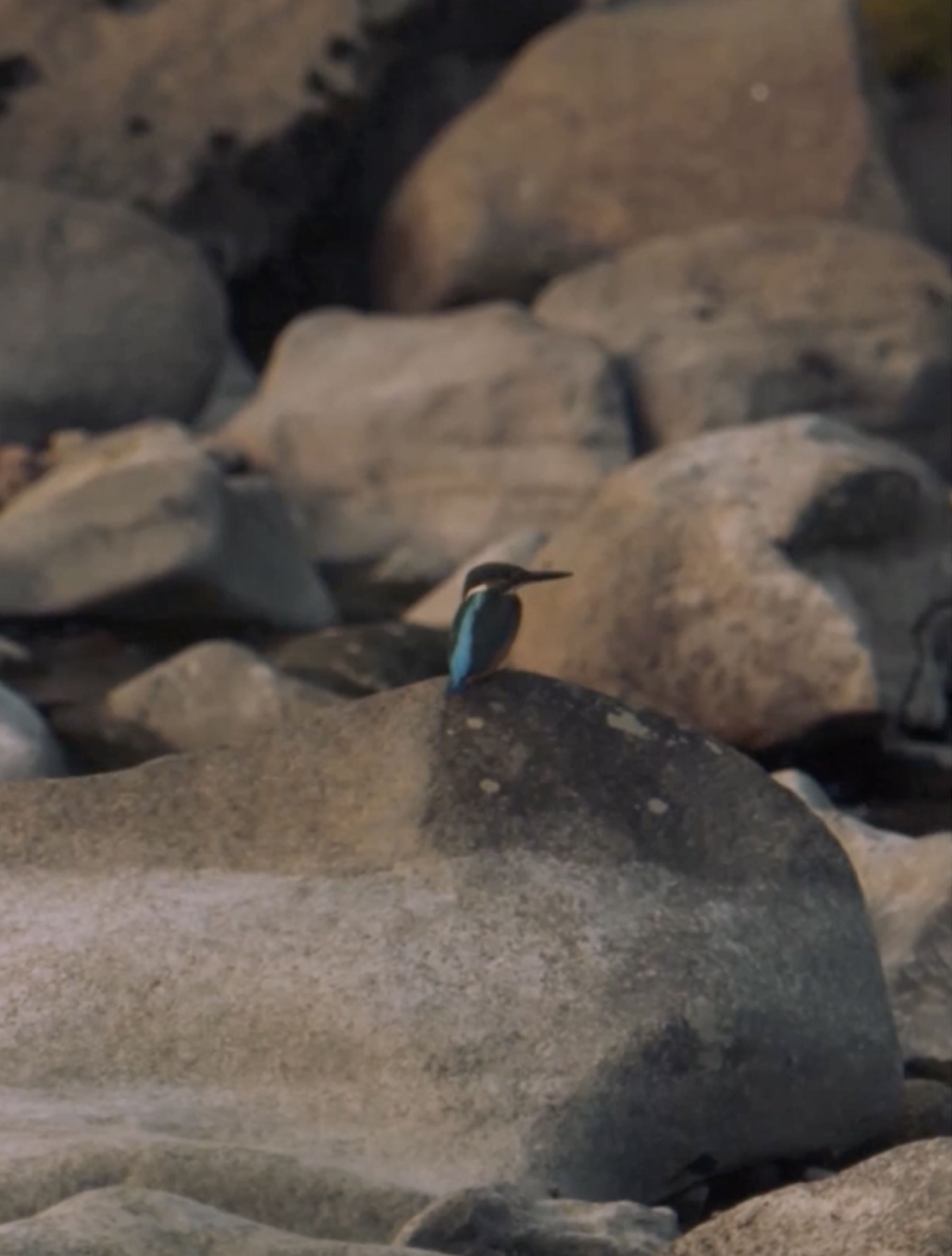 A blue kingfisher perched on a grey rock.