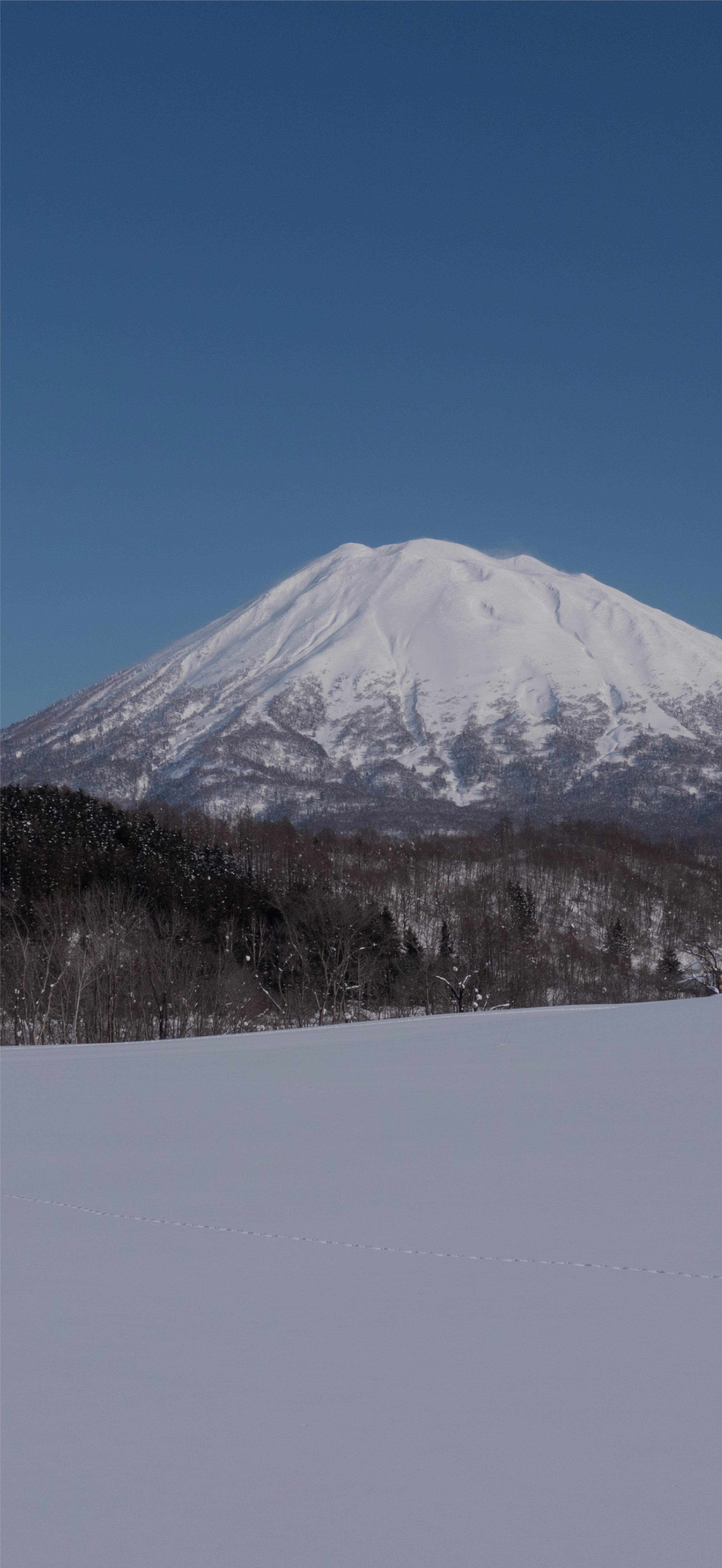 Snow-capped mountain under a clear blue sky, with a forest below and a snowy field with tracks in the foreground.