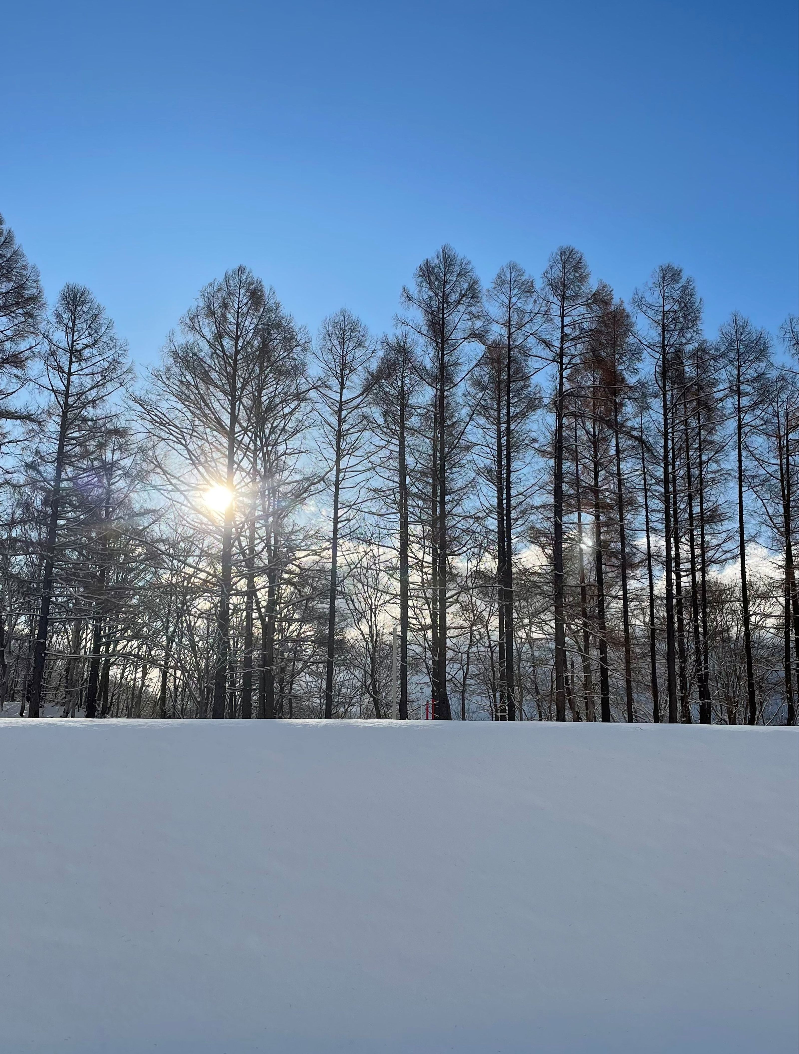 Snowy field with sun shining through bare trees against a blue sky.