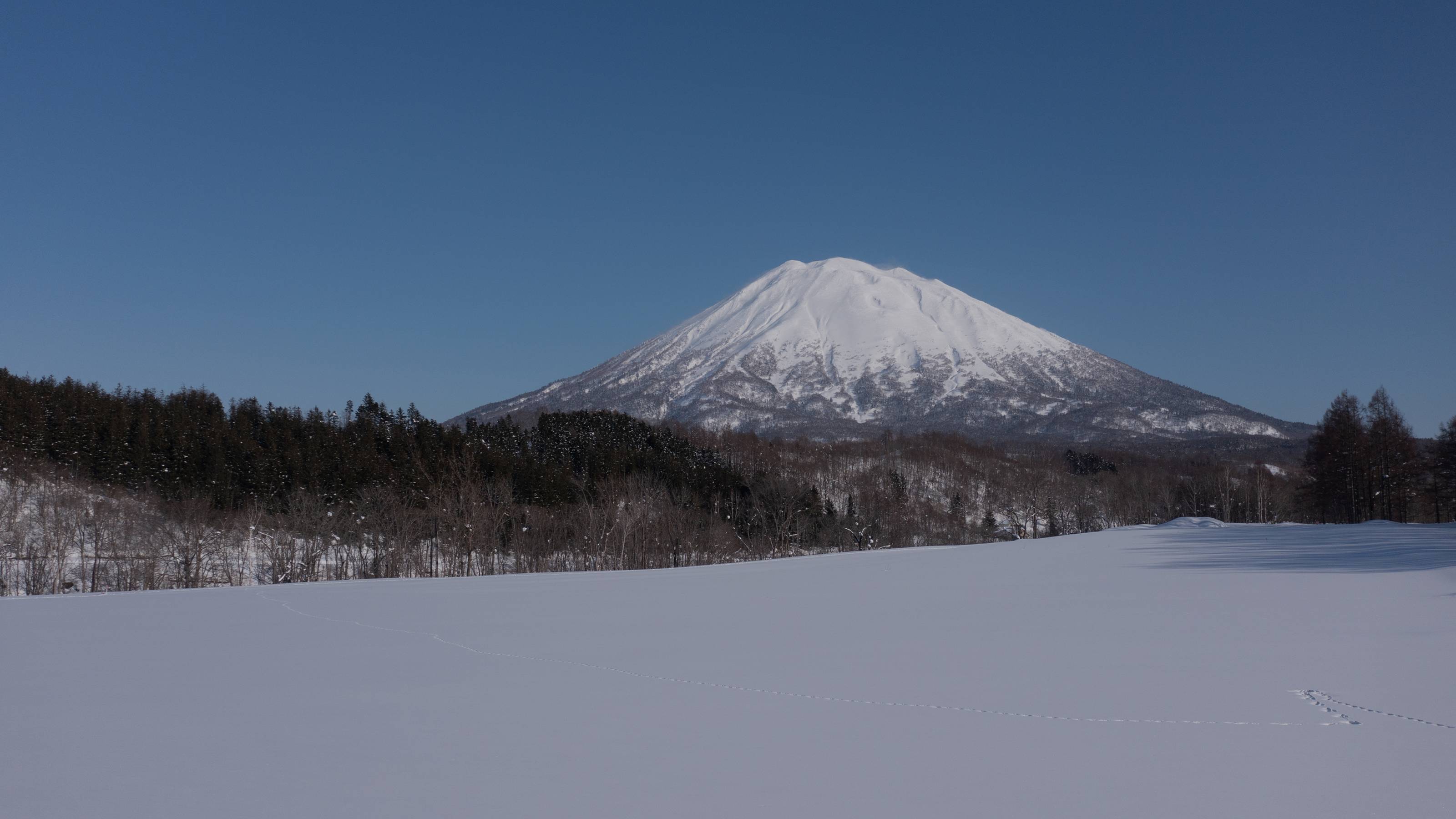 A snowy field and forest foreground a large, snow-capped mountain under a clear blue sky.