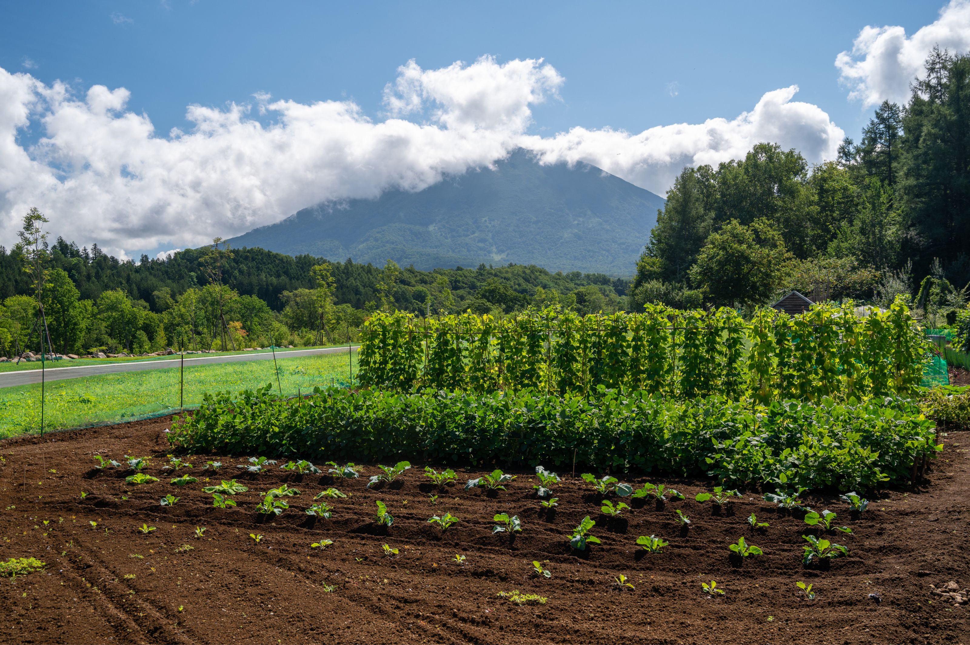 A thriving vegetable garden in front of a green forest and a cloud-covered mountain.