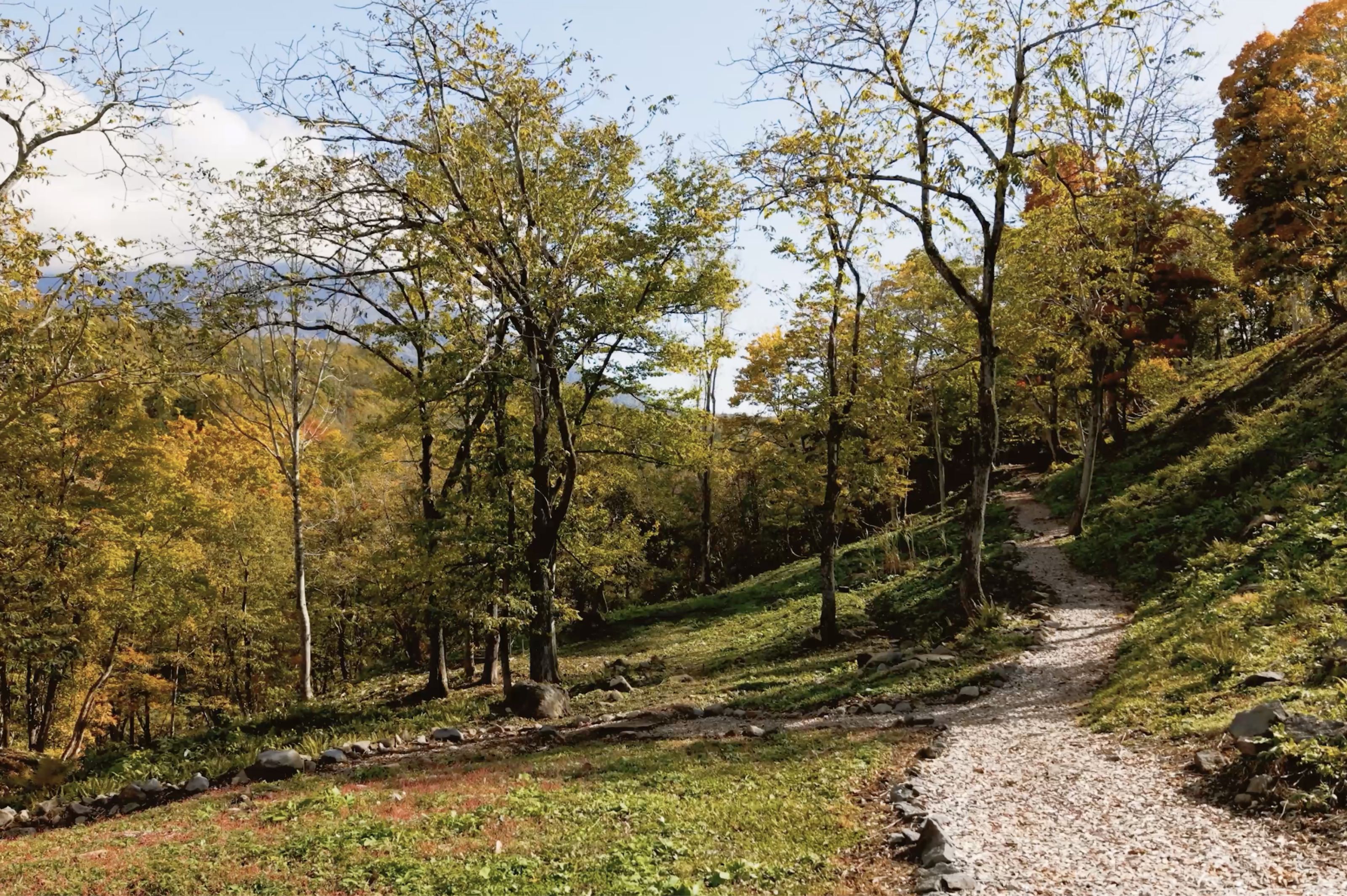 A gravel path forks in an autumn forest with trees displaying yellow and green foliage.