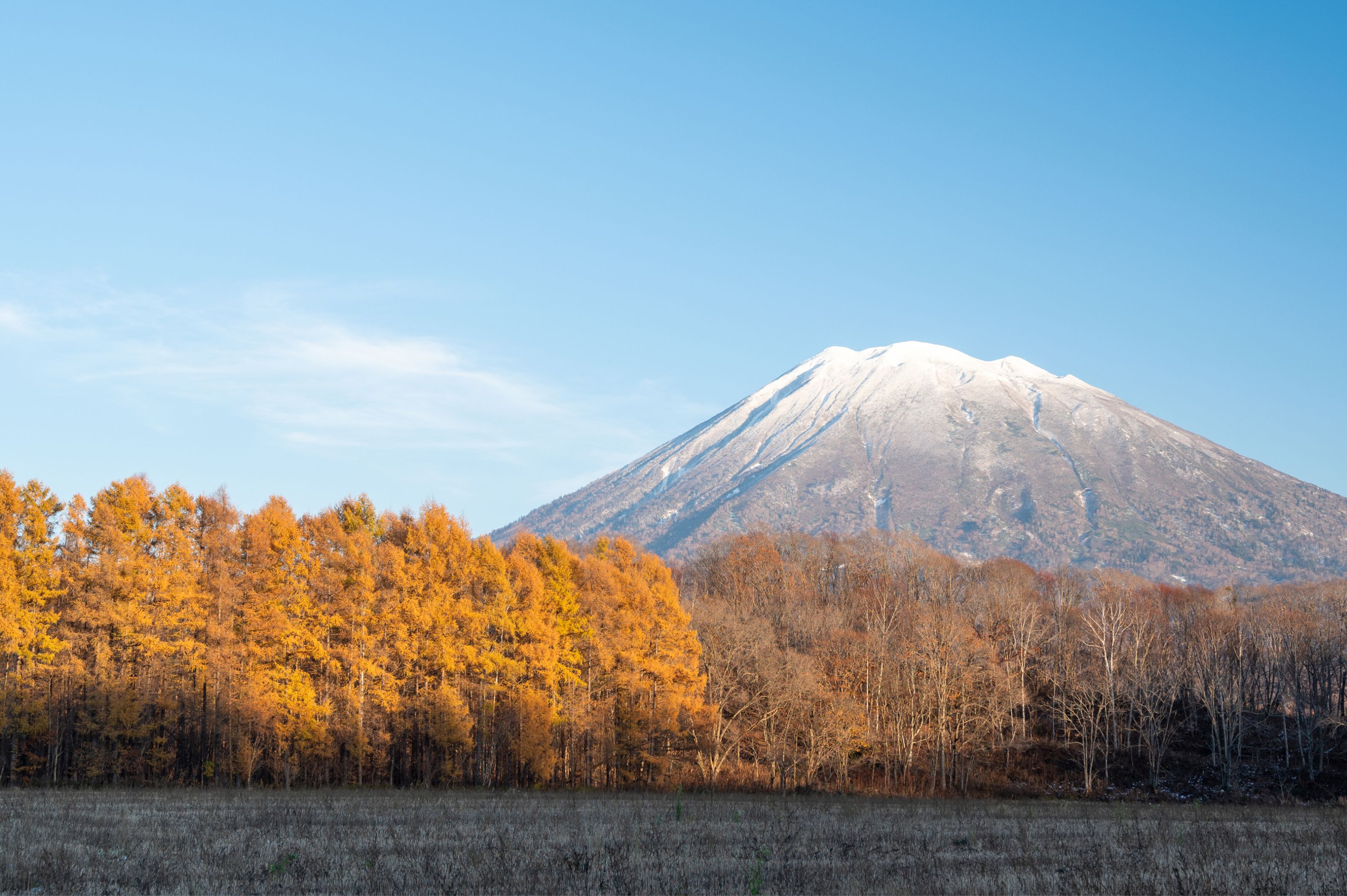 Snow-capped mountain behind a line of golden autumn trees and a field.