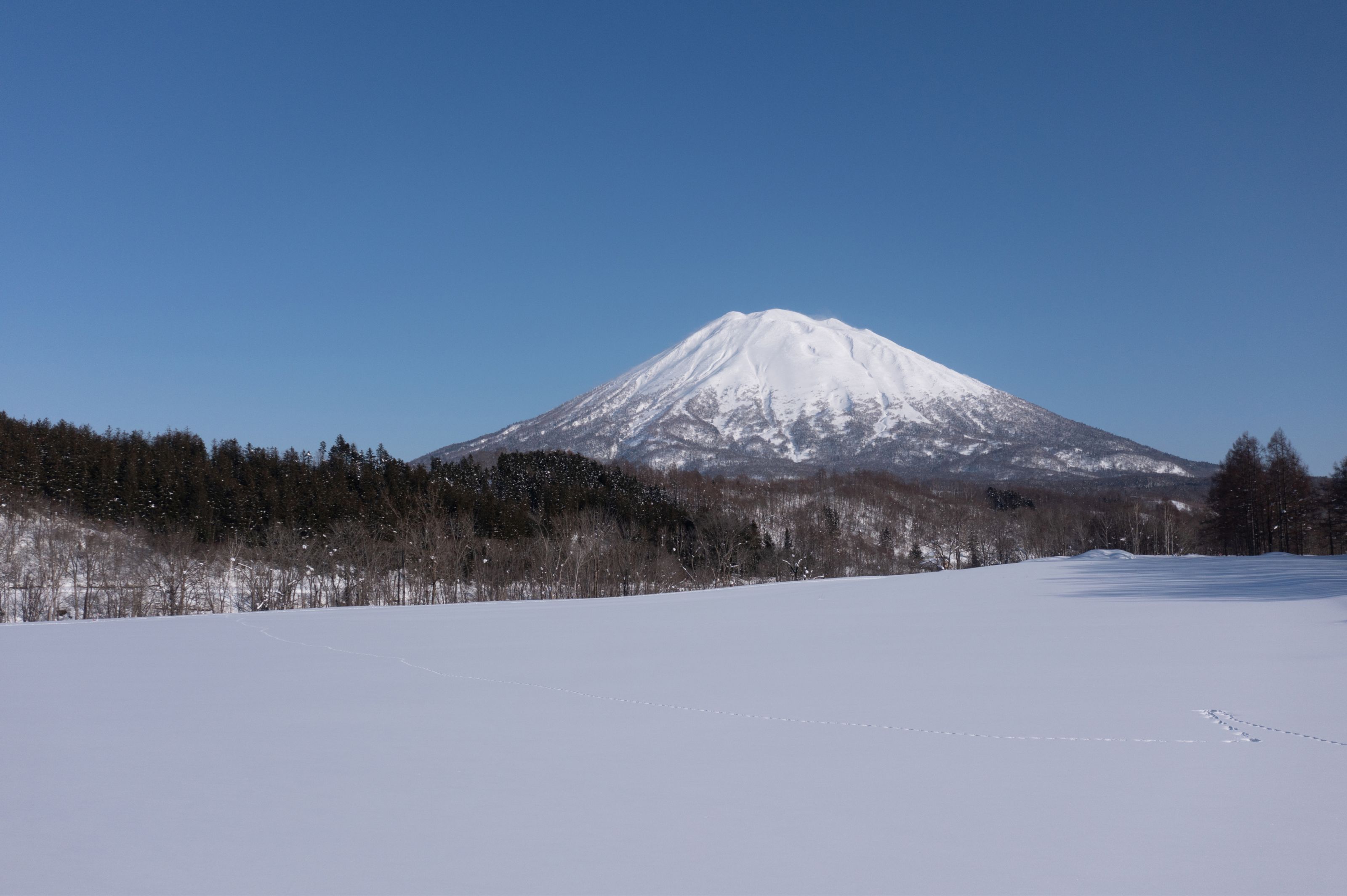 Snow-capped mountain rises above a snowy field and dark forest under a clear blue sky.