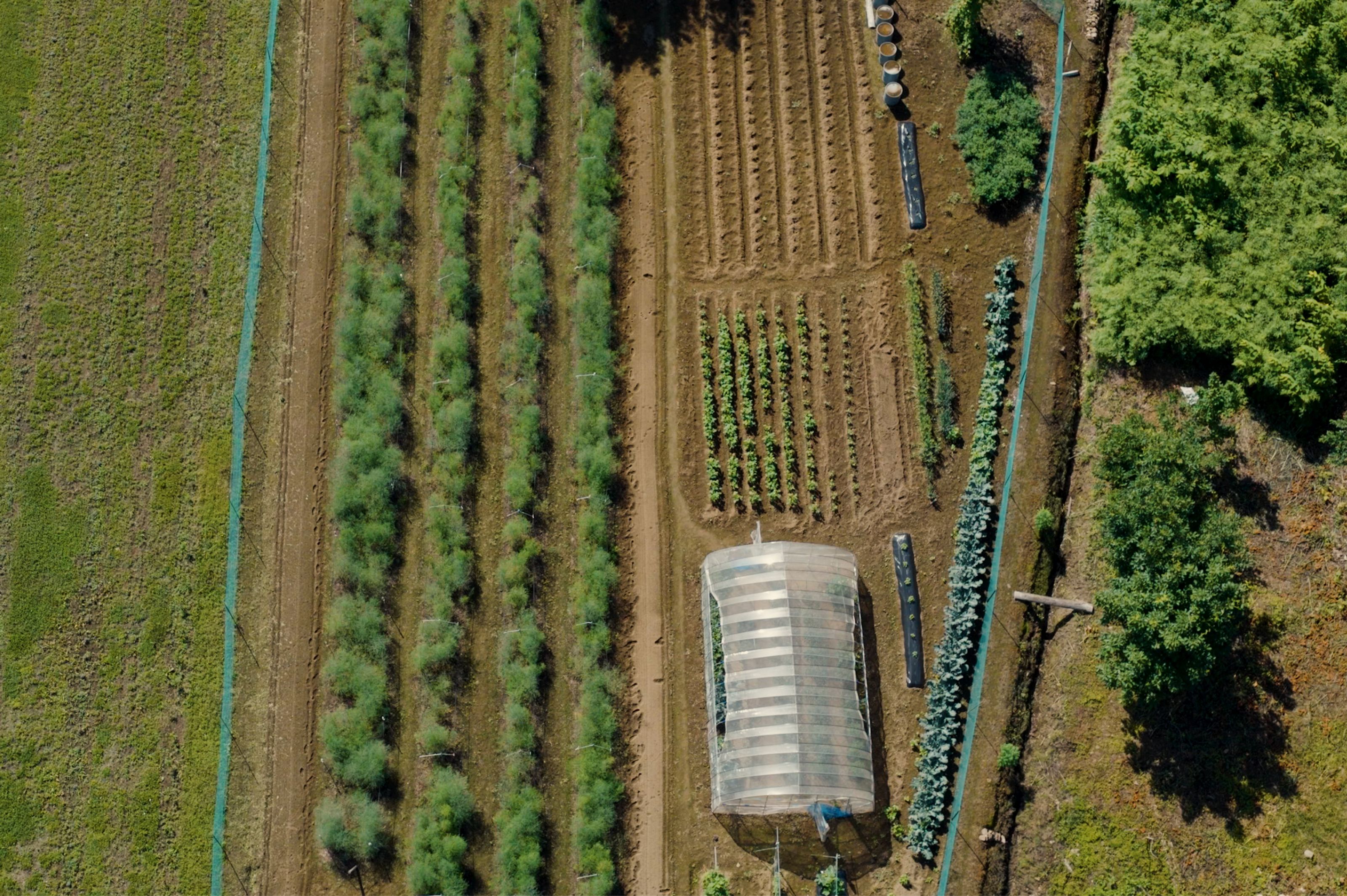 Aerial view of a farm with multiple rows of crops, a long greenhouse, and bordering green fields and trees.