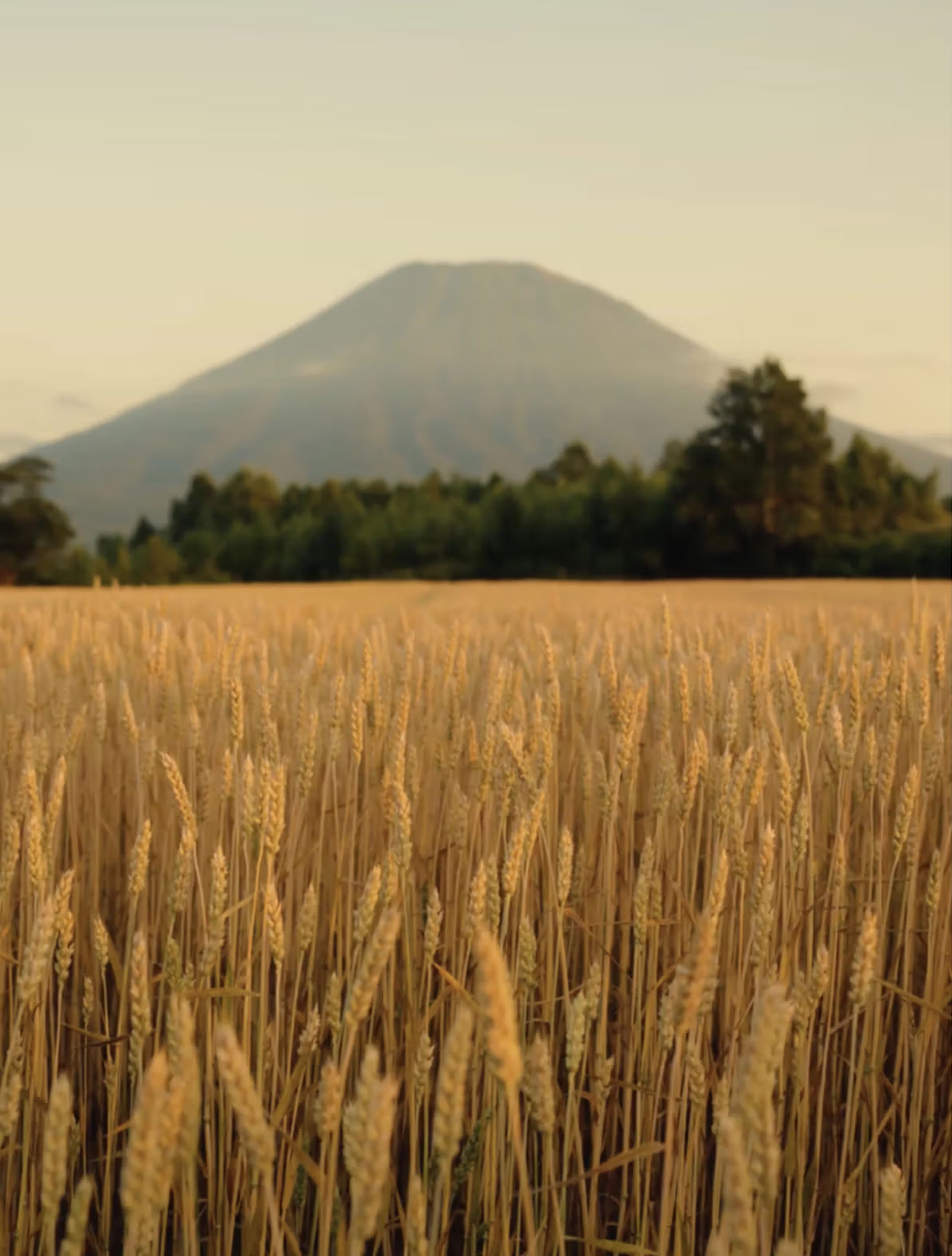 A field of golden wheat with a large, hazy mountain in the background.