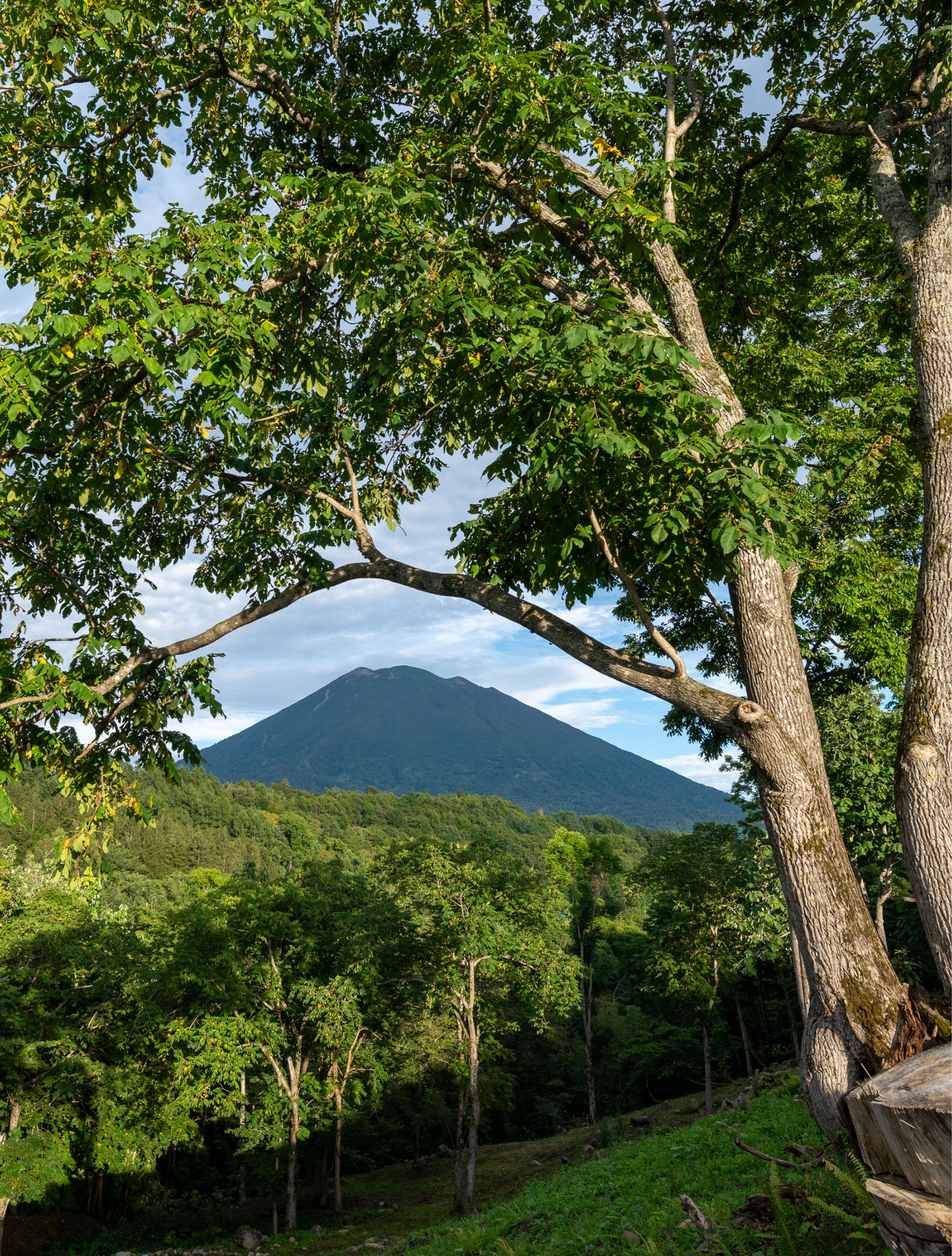 A prominent mountain peak rises above a dense forest, framed by lush green trees and a blue sky.