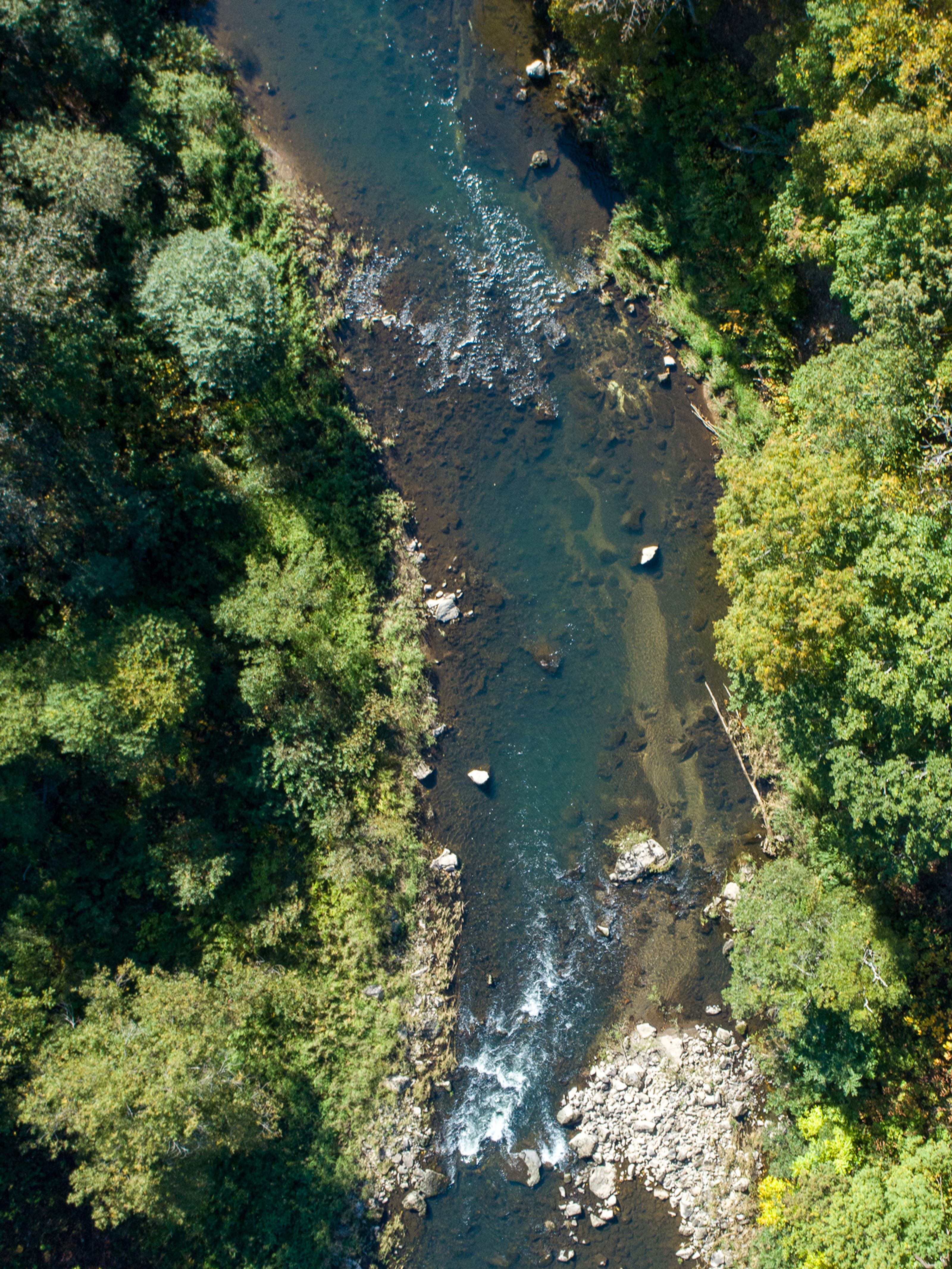 Aerial view of a clear river with rocky rapids flowing through a green forest.