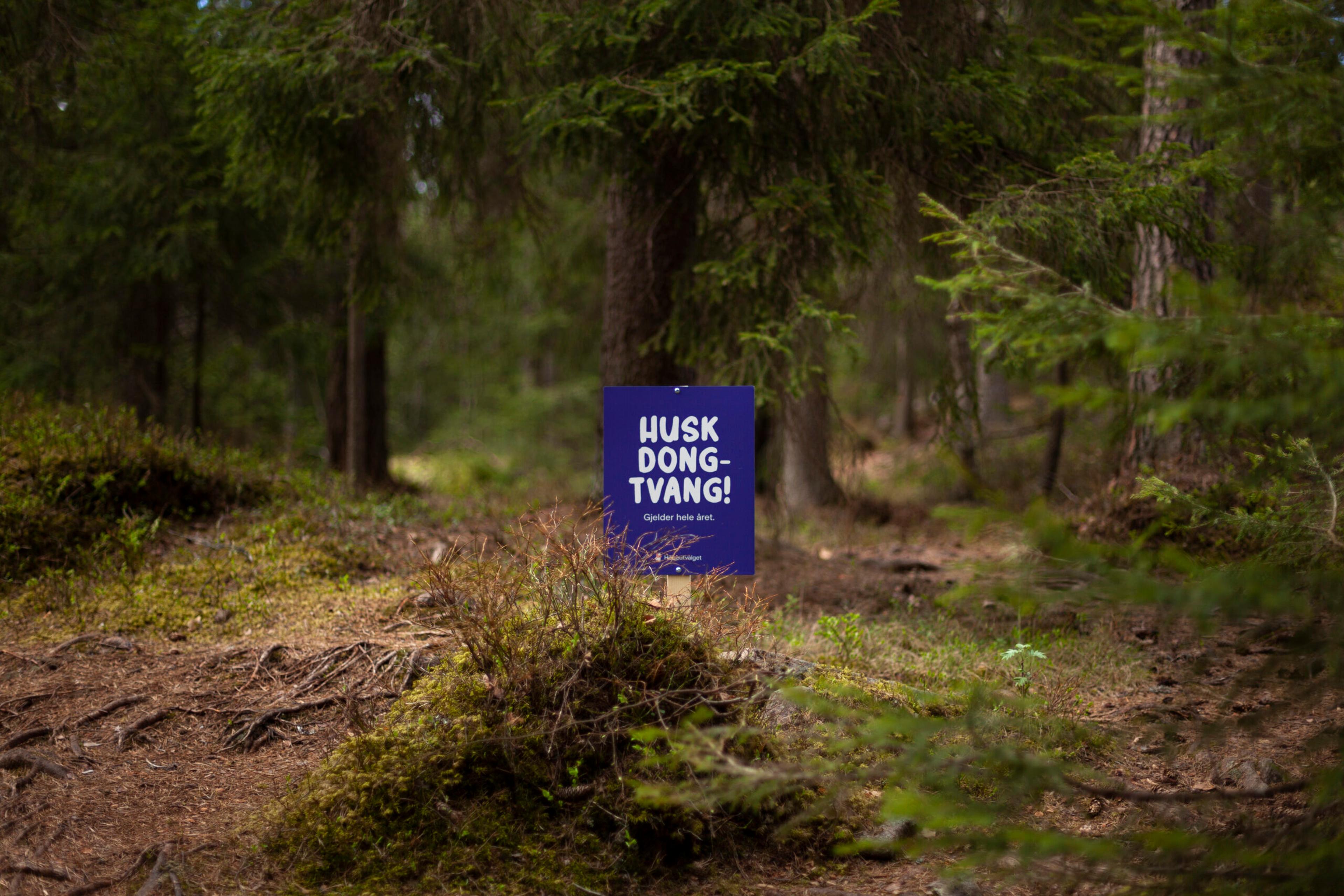 Husk dongtvang!