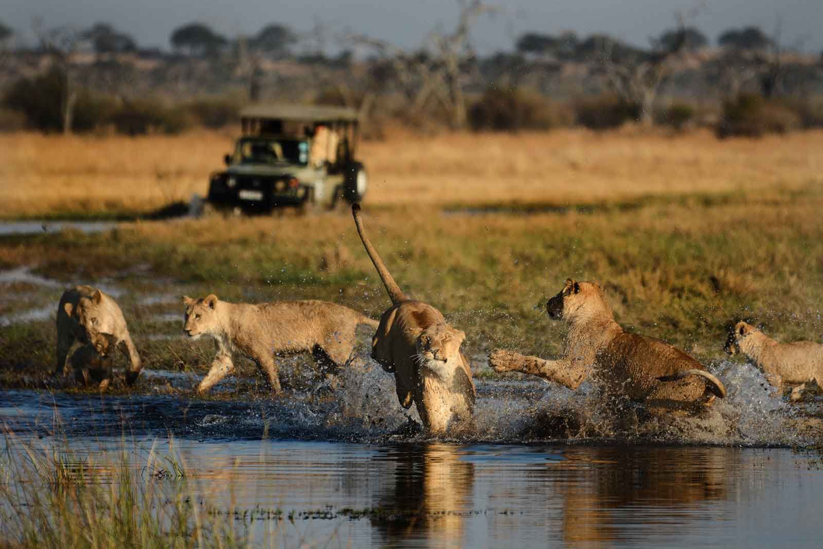contact-camp-savuti-to-experience-this-spectacular-sighting-in-the-bushveld