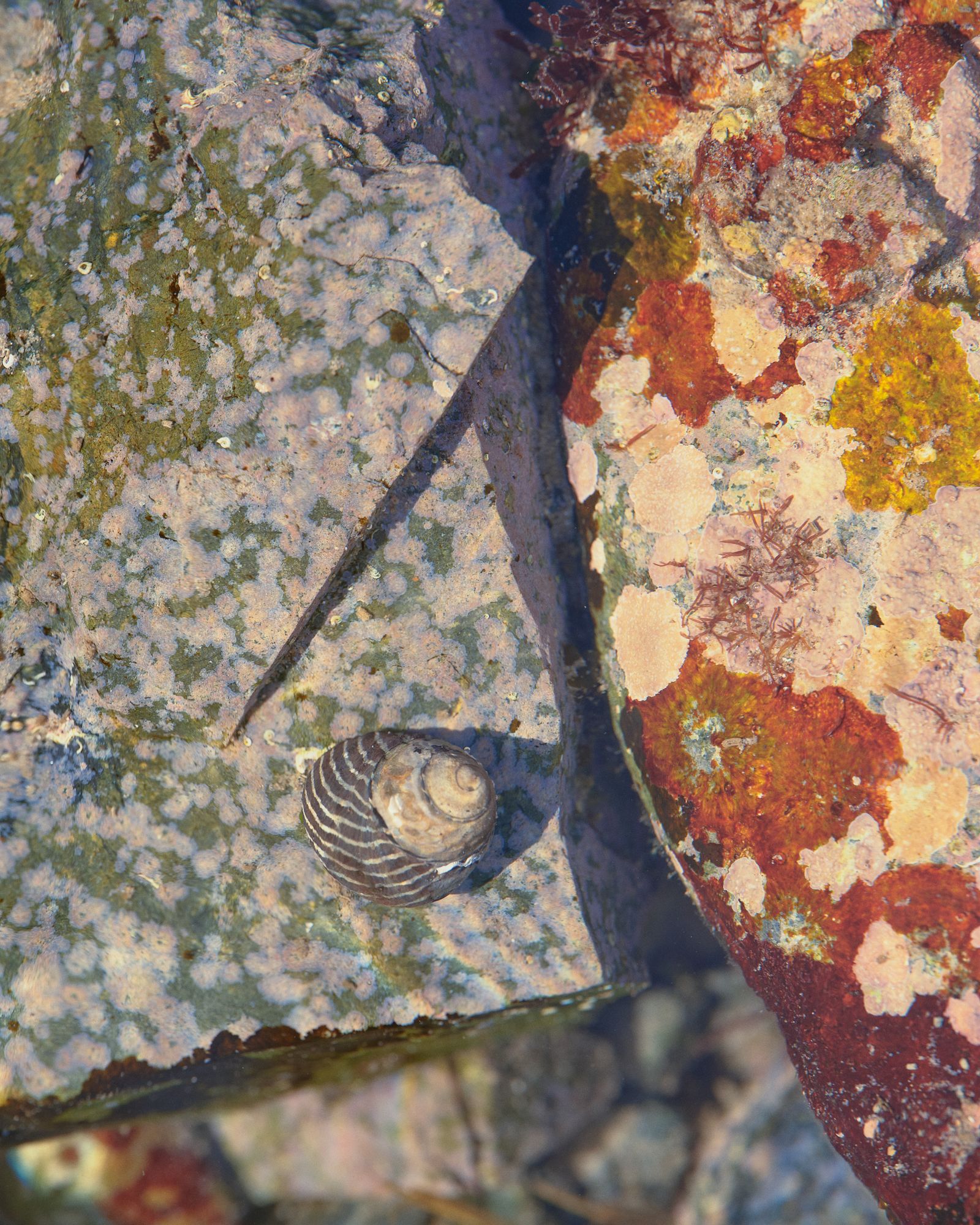 Low tide (personal work) - Victoria Zschommler - Photography - Swan MGMT