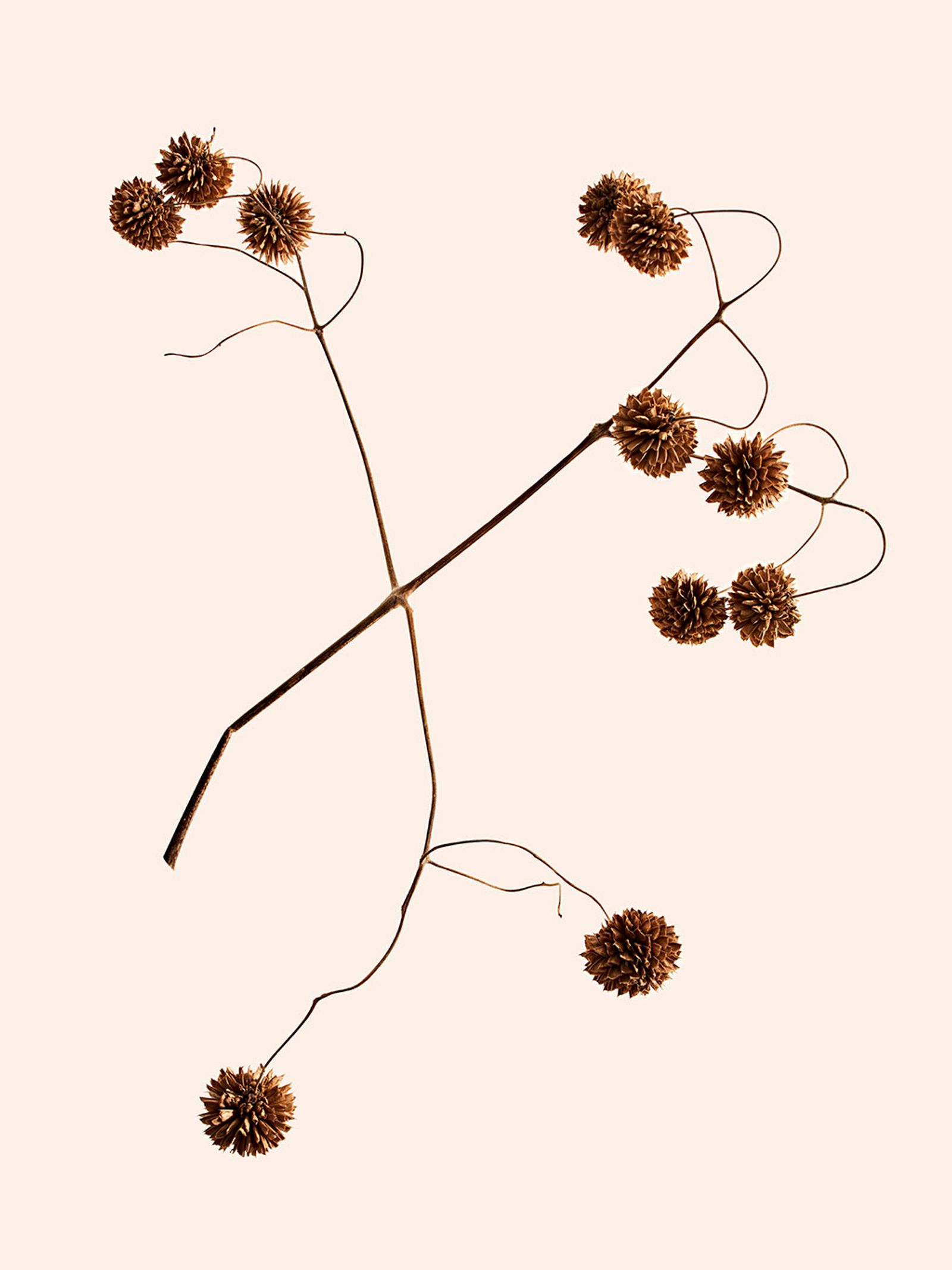 Orchard piper - Victoria Zschommler - Photography - Swan MGMT