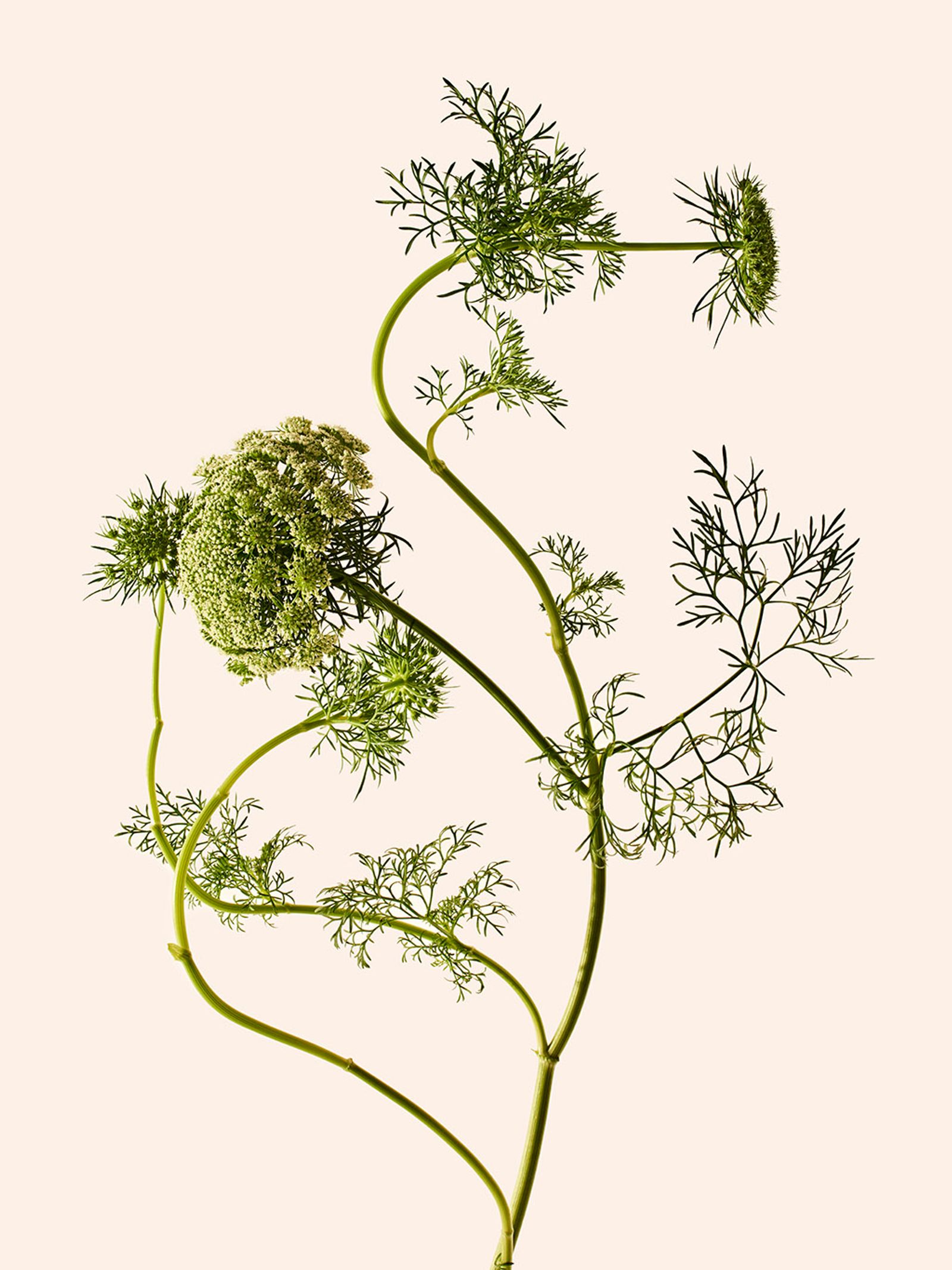 Orchard piper - Victoria Zschommler - Photography - Swan MGMT