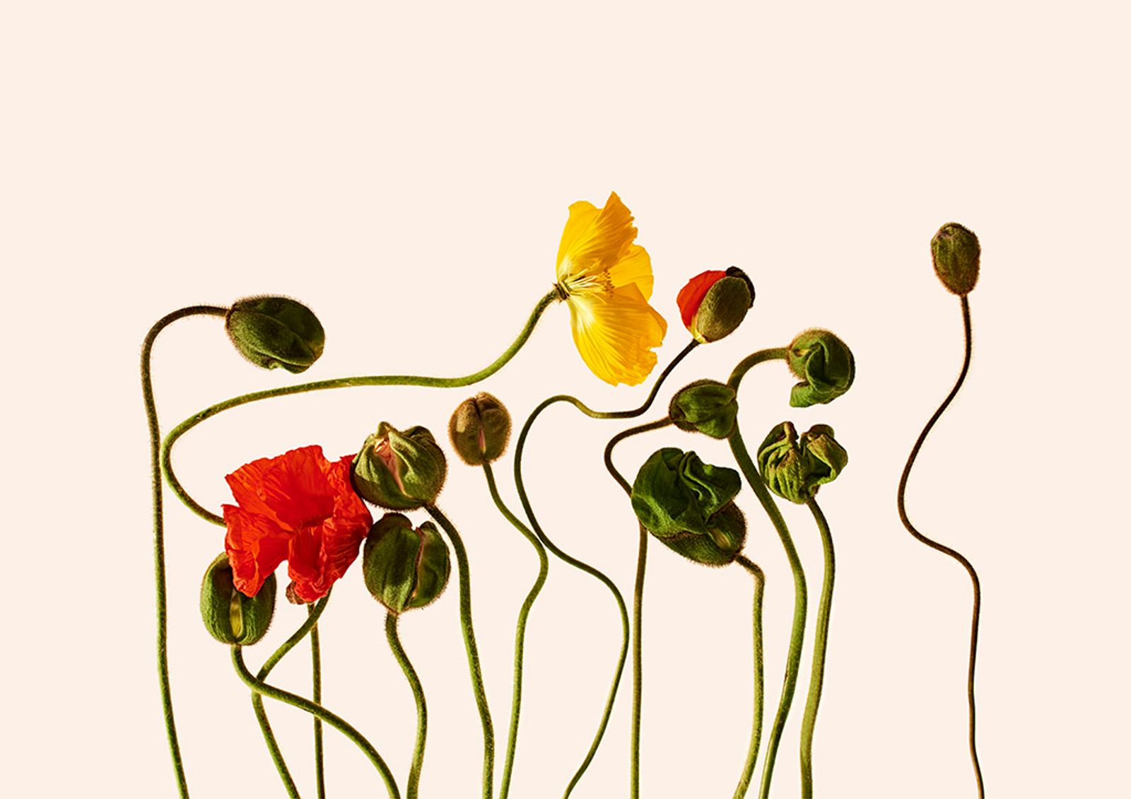 Orchard piper - Victoria Zschommler - Photography - Swan MGMT