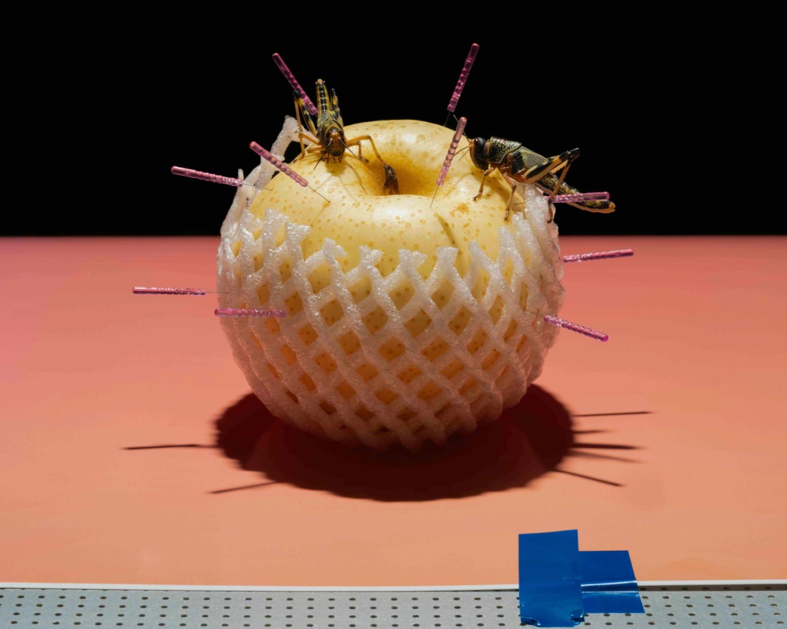 portfolio - Minh Ngoc Nguyen - Photography - Swan MGMT