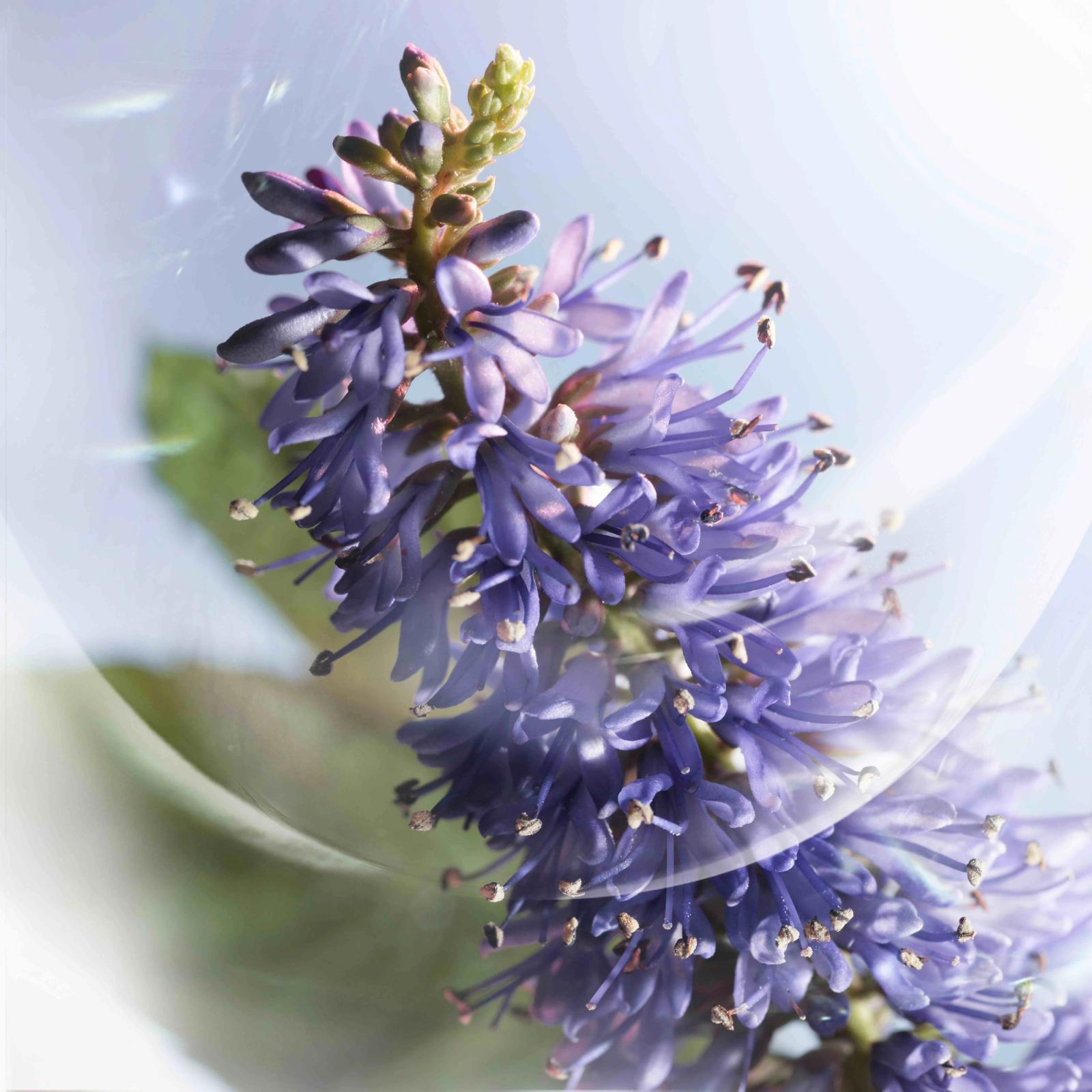 Lancôme,|Photography by Charlotte Evrard - Rémi Le Garrec - Set Design - Swan MGMT