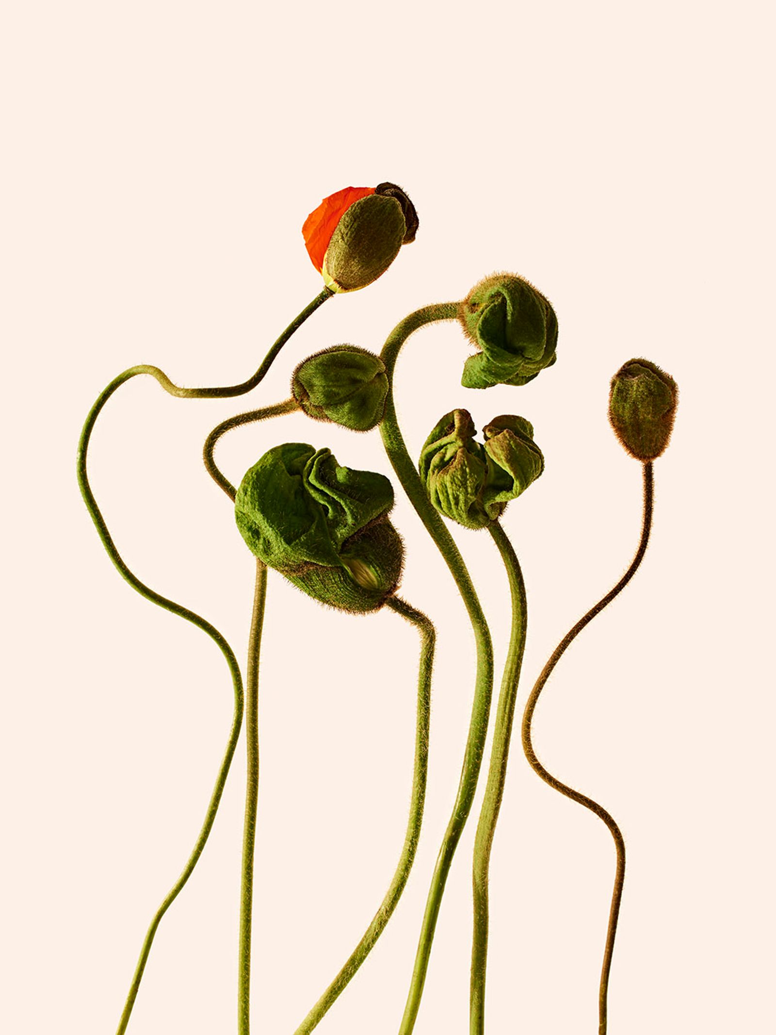 Orchard piper - Victoria Zschommler - Photography - Swan MGMT