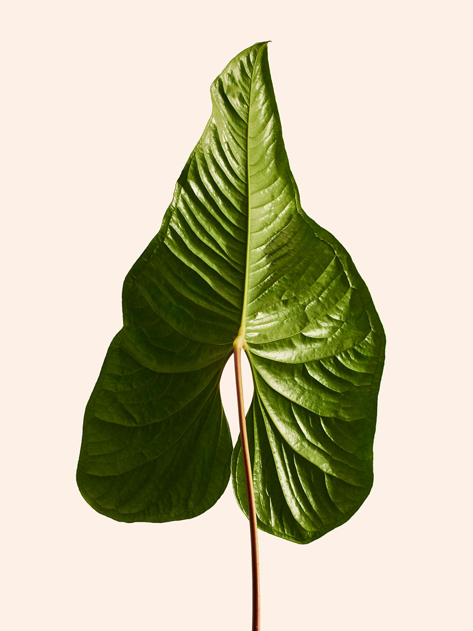 Orchard piper - Victoria Zschommler - Photography - Swan MGMT