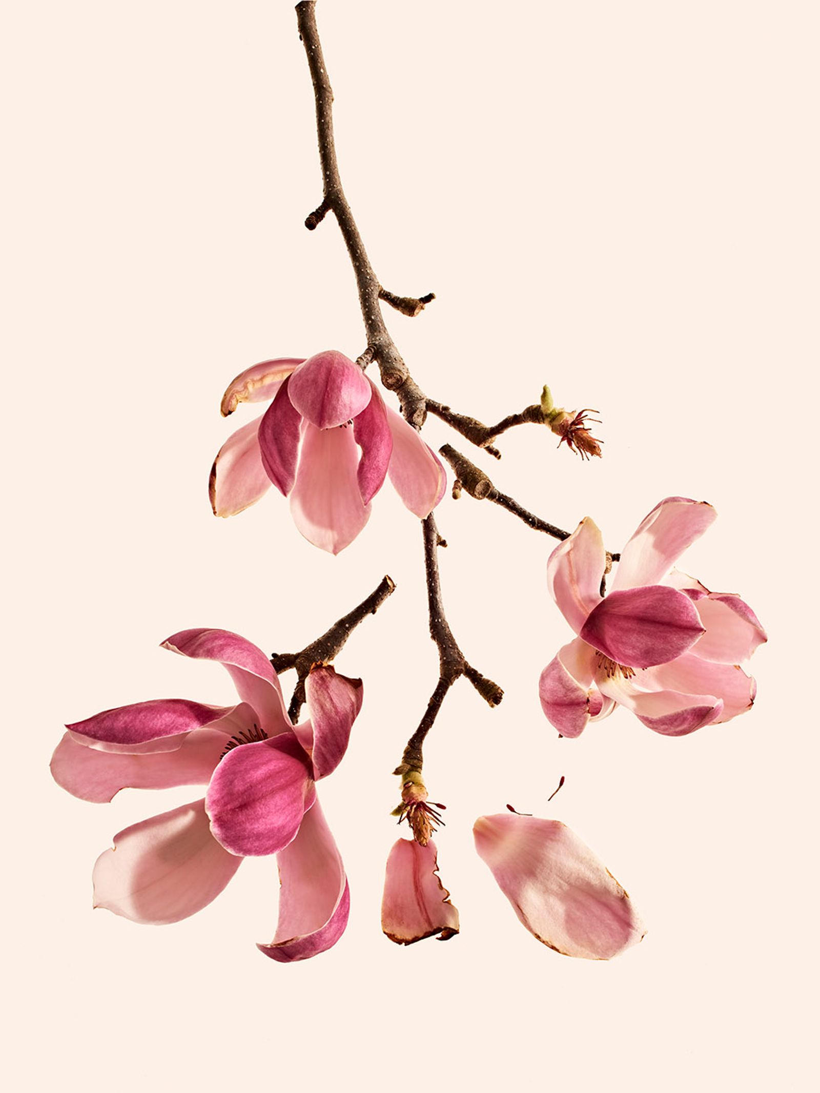 Orchard piper - Victoria Zschommler - Photography - Swan MGMT