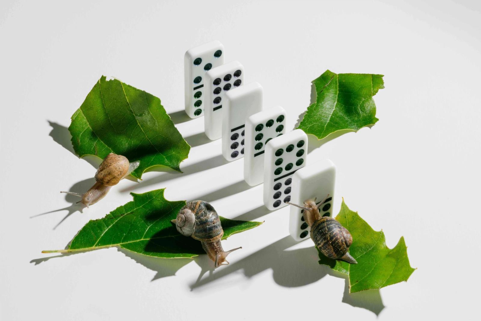 portfolio - Minh Ngoc Nguyen - Photography - Swan MGMT