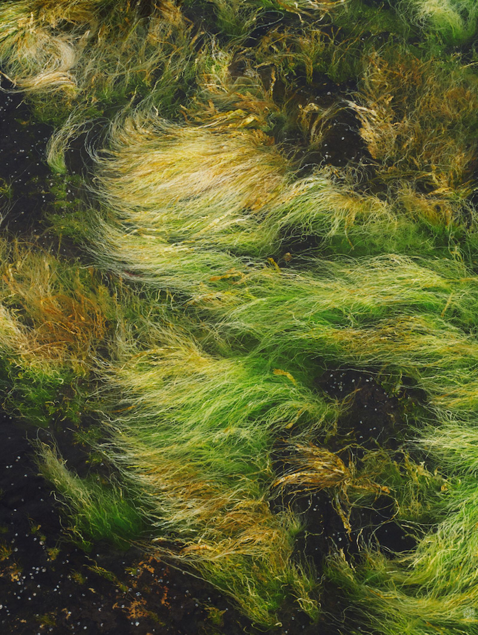 La Mer - Victoria Zschommler - Photography - Swan MGMT