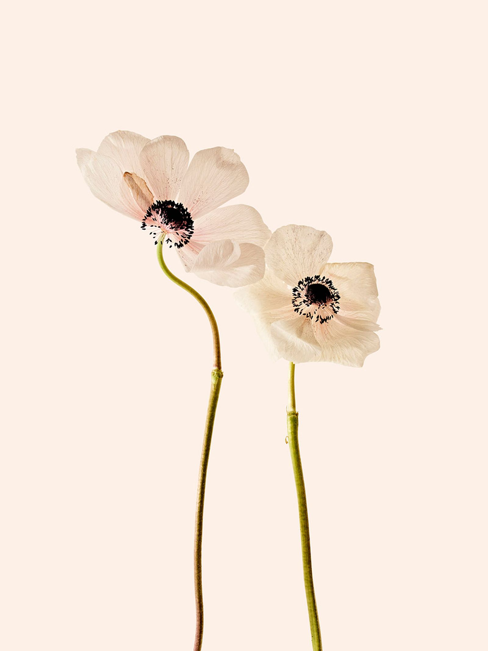 Orchard piper - Victoria Zschommler - Photography - Swan MGMT