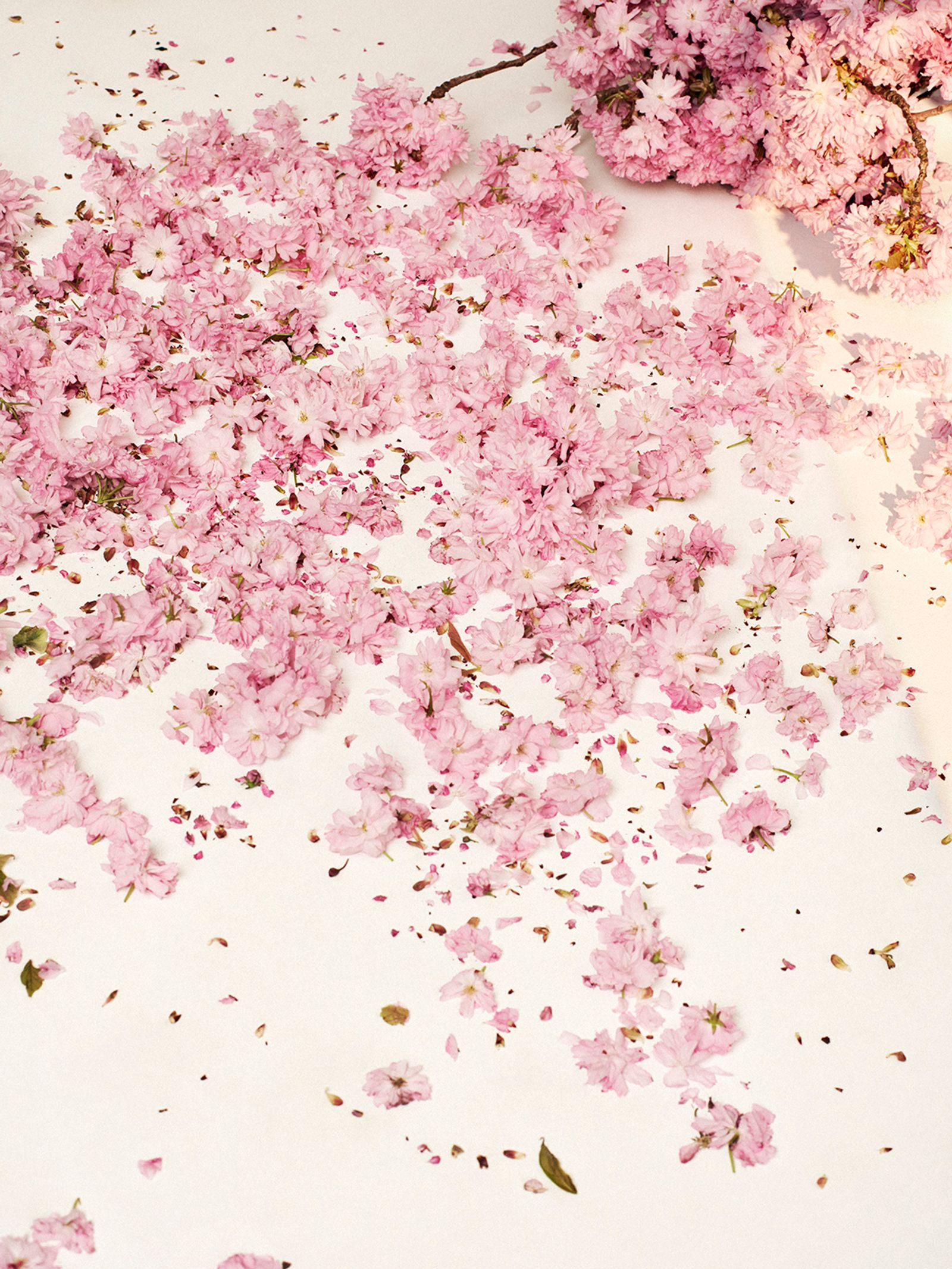 Flowers - Victoria Zschommler - Photography - Swan MGMT
