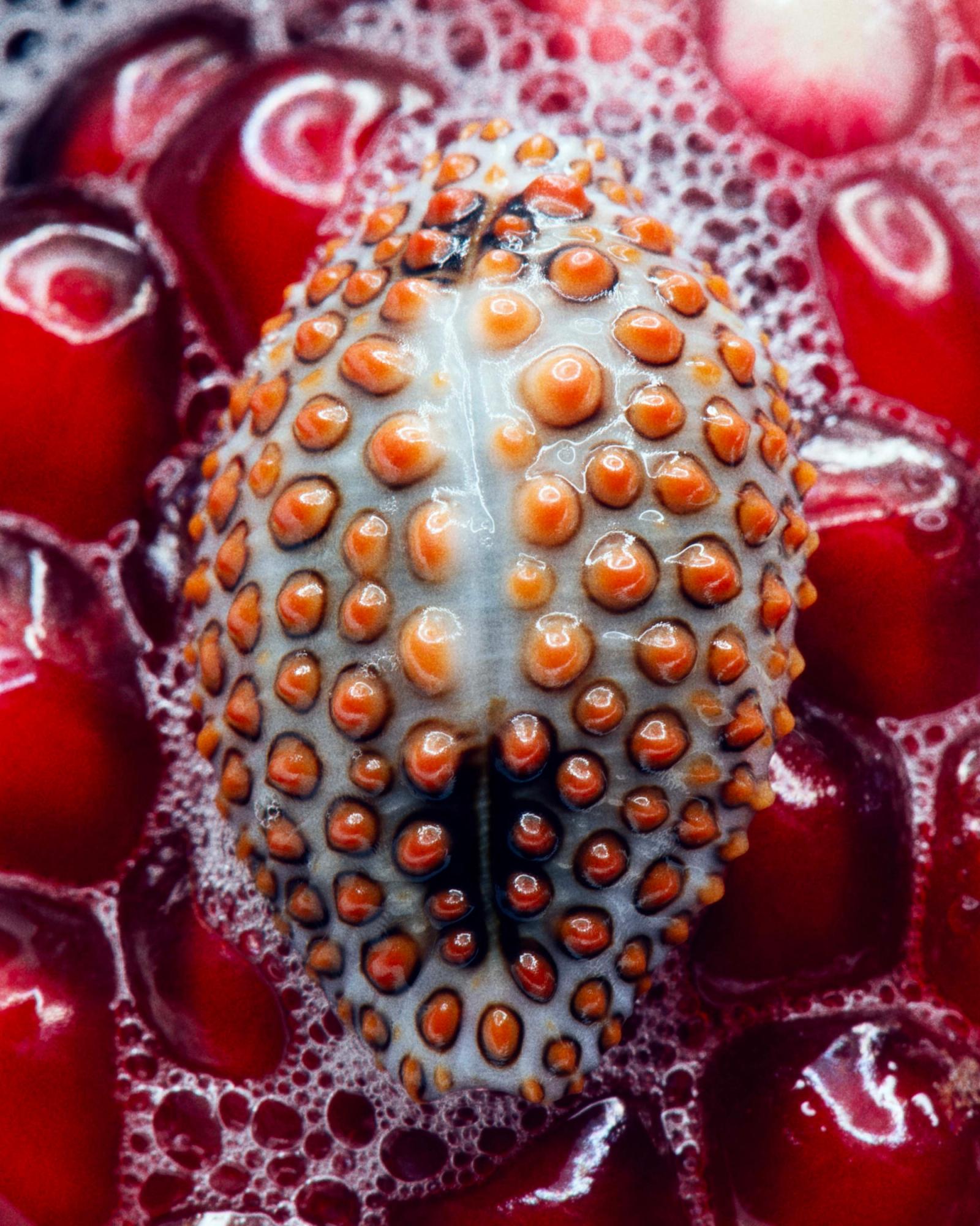 Ferragamo,|Photography by Deadhungry - Anna Sbiera - Set Design - Swan MGMT