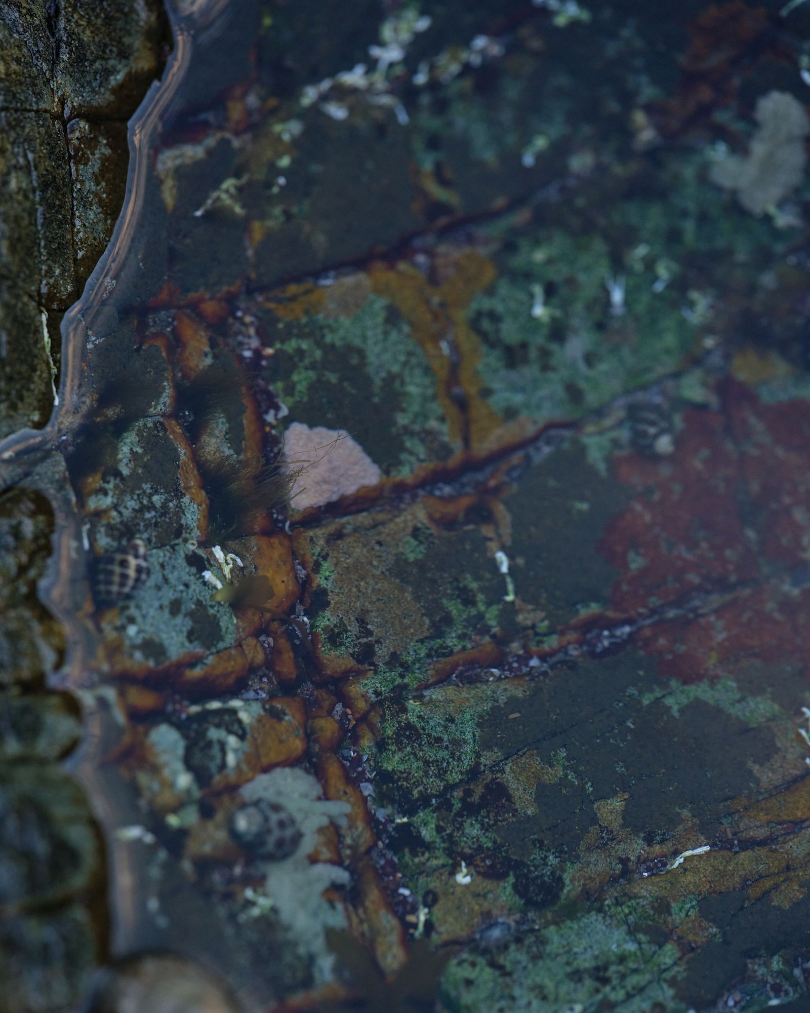 Low tide (personal work) - Victoria Zschommler - Photography - Swan MGMT