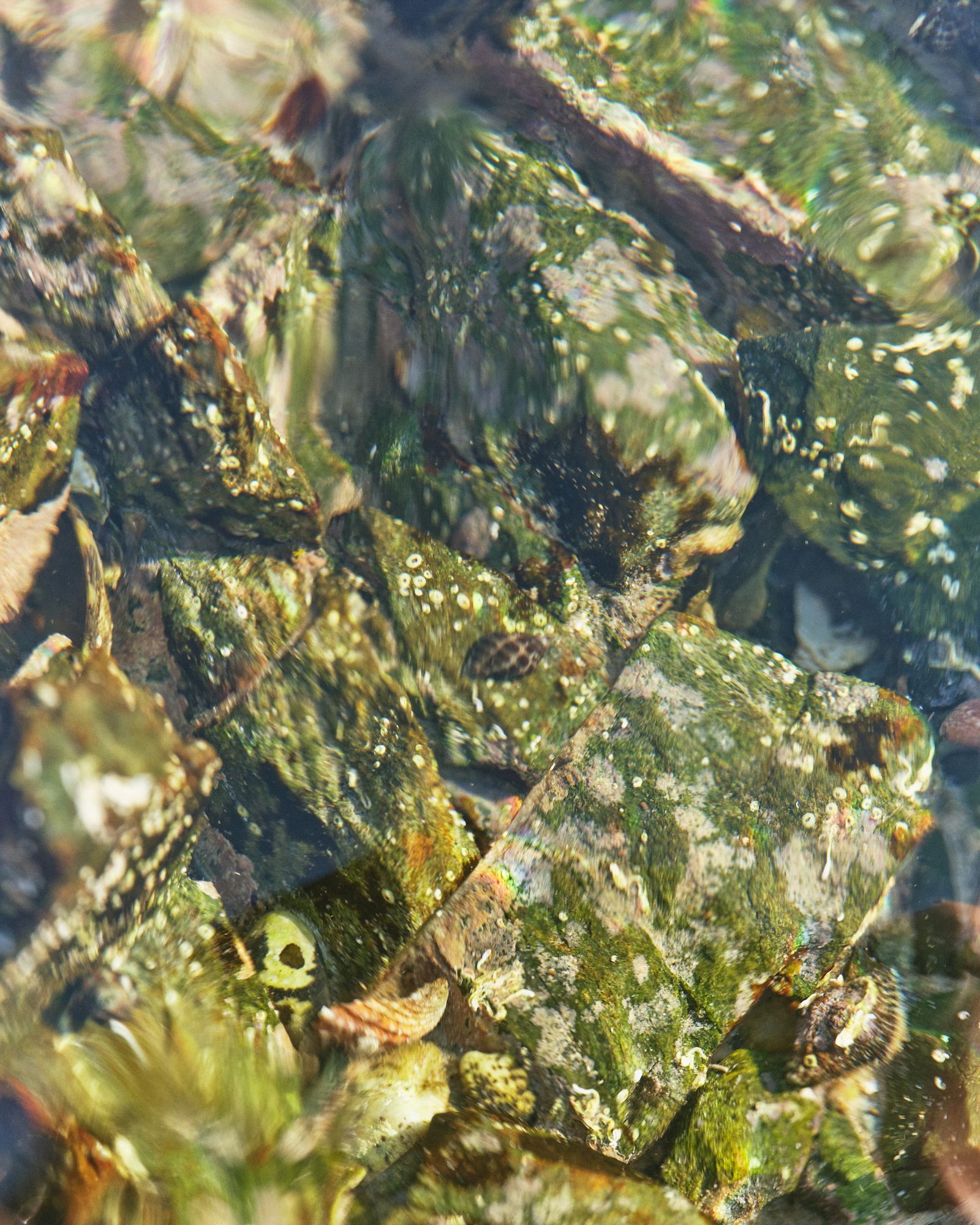Low tide (personal work) - Victoria Zschommler - Photography - Swan MGMT