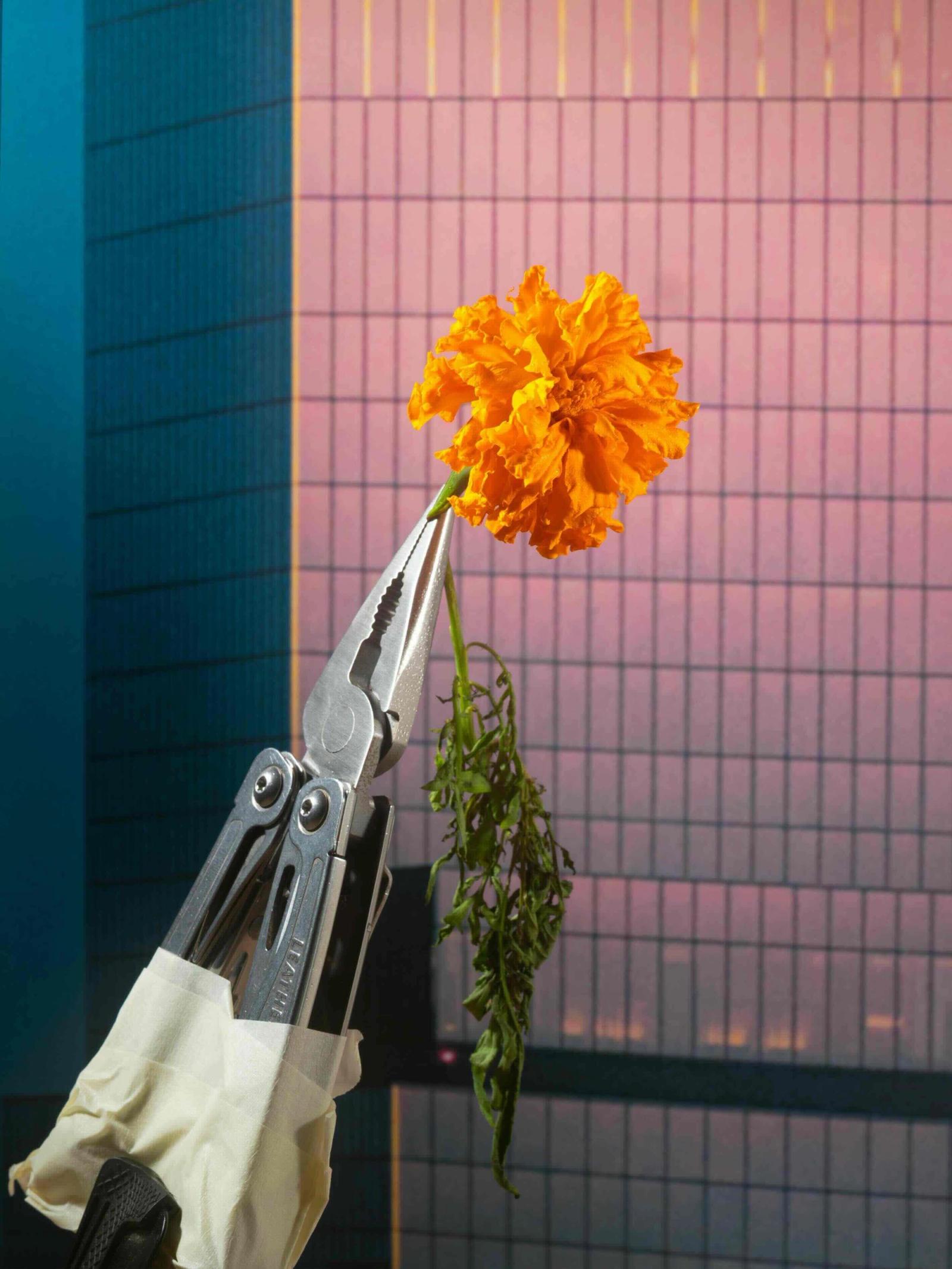 portfolio - Minh Ngoc Nguyen - Photography - Swan MGMT