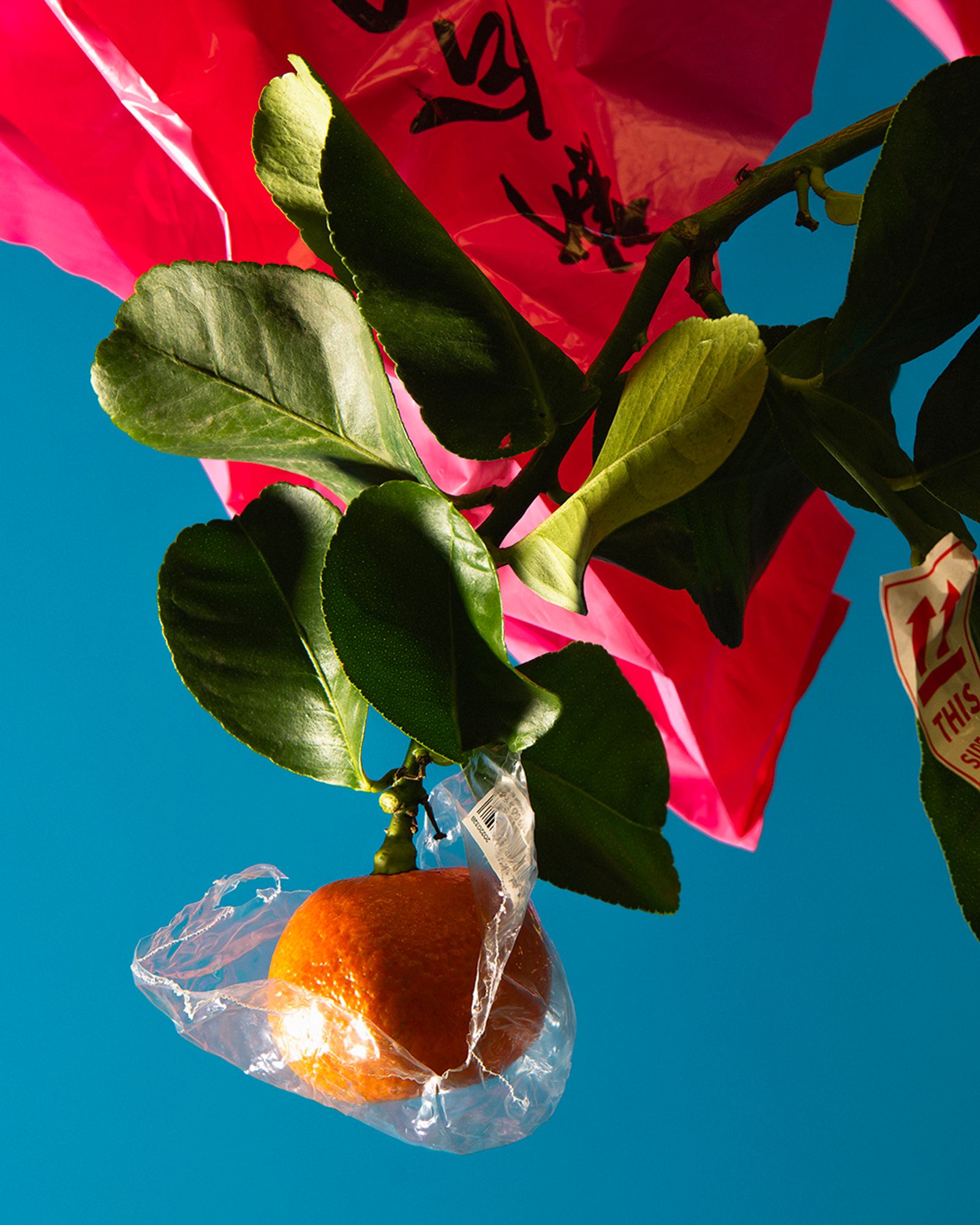 The Forumist - Pierre Tostain - Photography - Swan MGMT