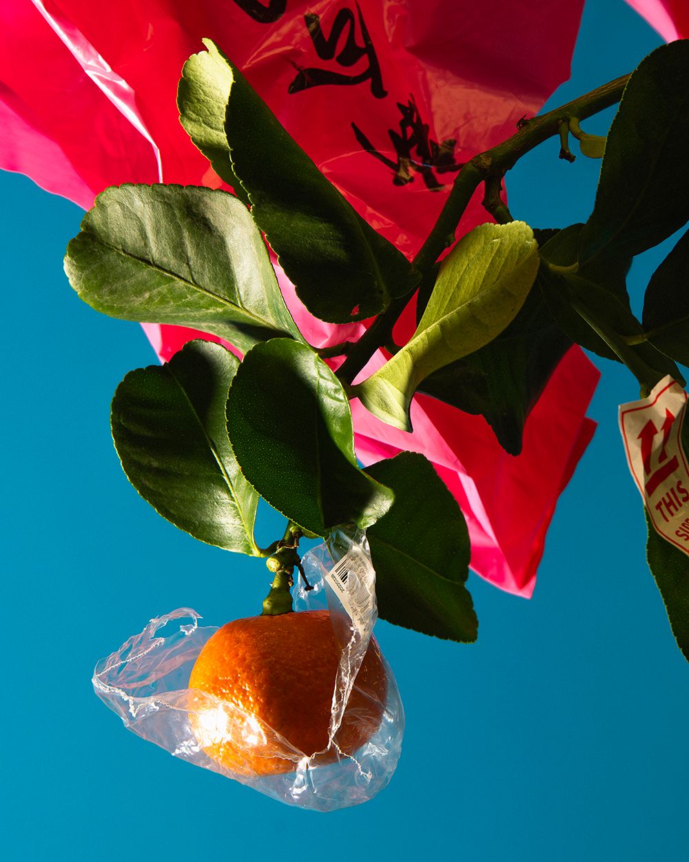 The Forumist - Pierre Tostain - Photography - Swan MGMT