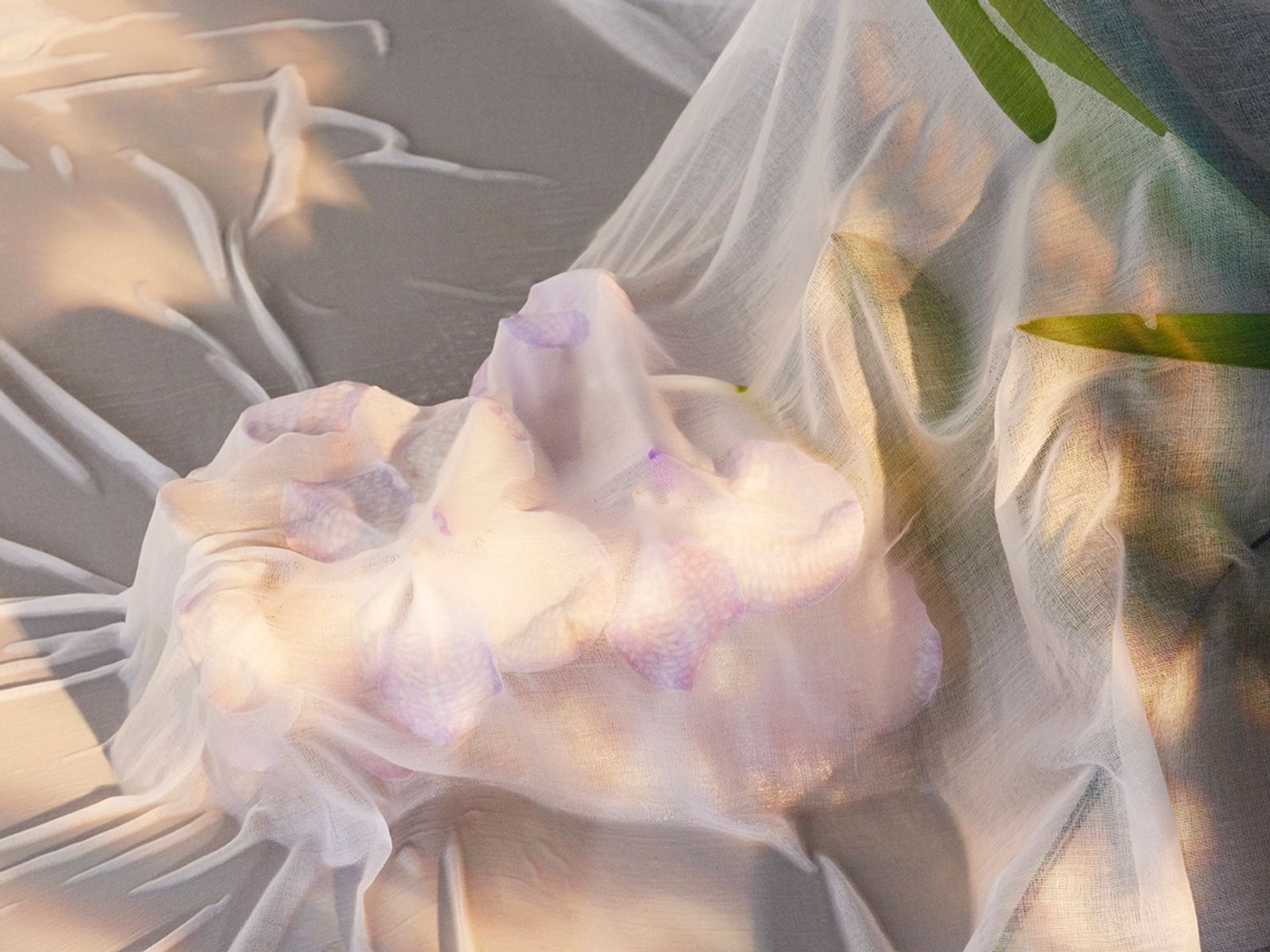 Flowers - Victoria Zschommler - Photography - Swan MGMT