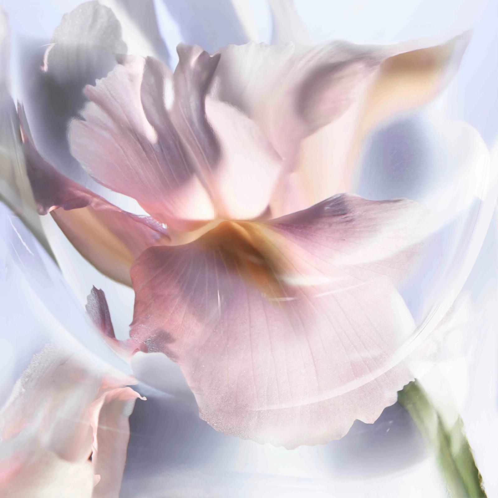 Lancôme,|Photography by Charlotte Evrard - Rémi Le Garrec - Set Design - Swan MGMT