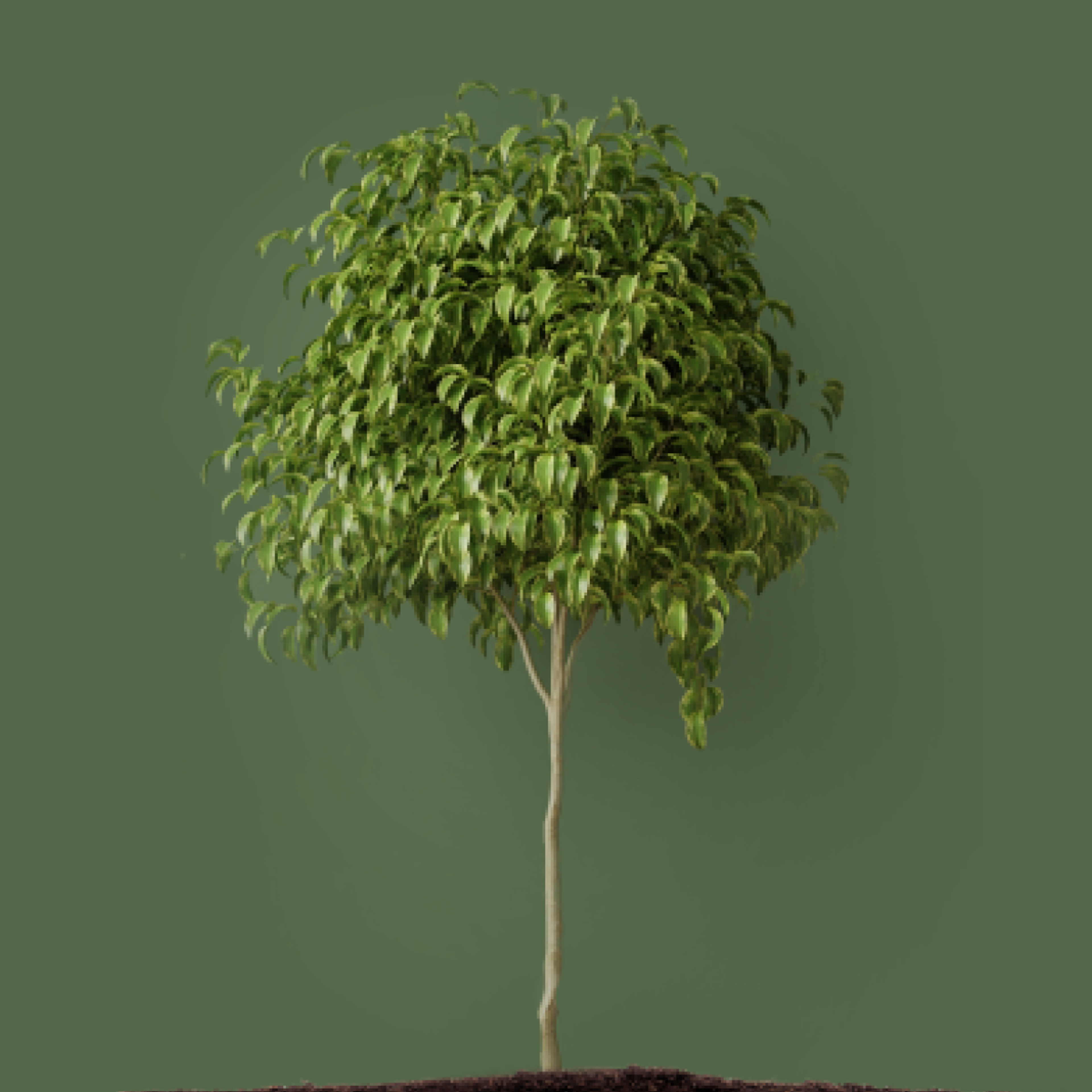 Reforest | Pollen - Bridging Sustainability & Consumer Engagement