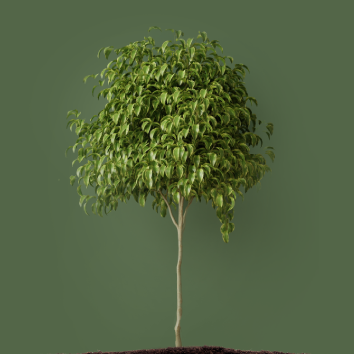 Reforest | Pollen - Bridging Sustainability & Consumer Engagement