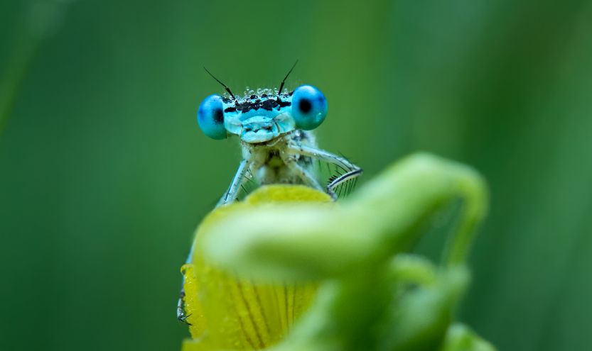 Close-Up Promotion